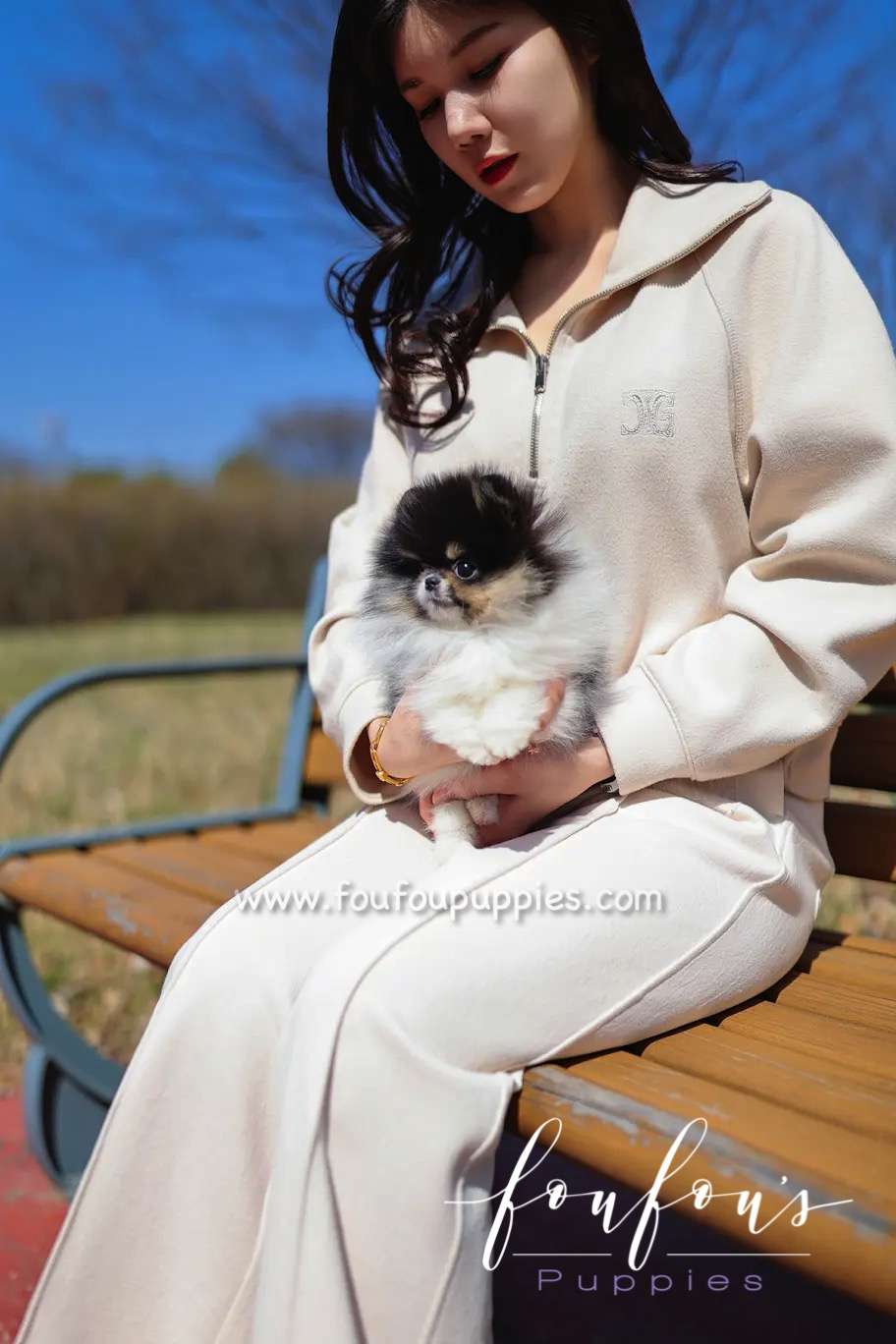 Tika - Pomeranian F.