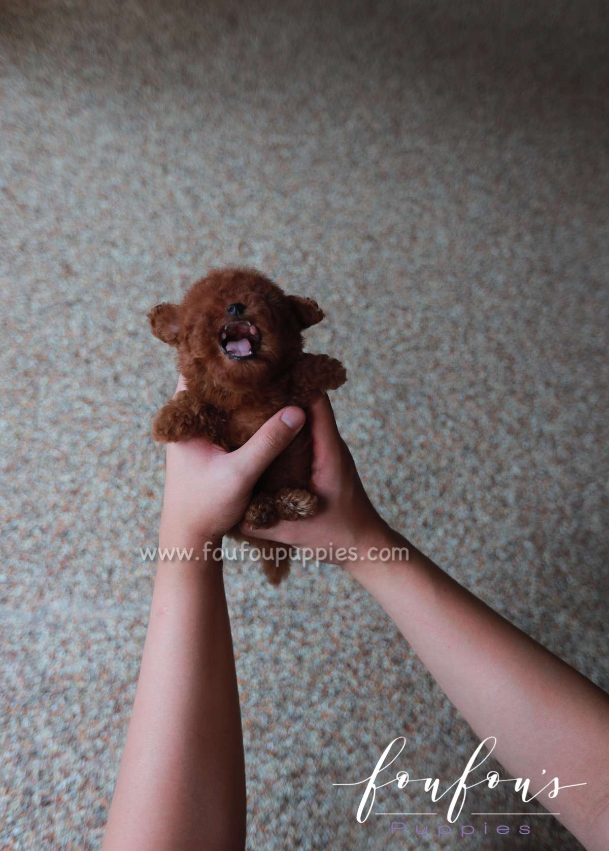 Angel - Poodle F.
