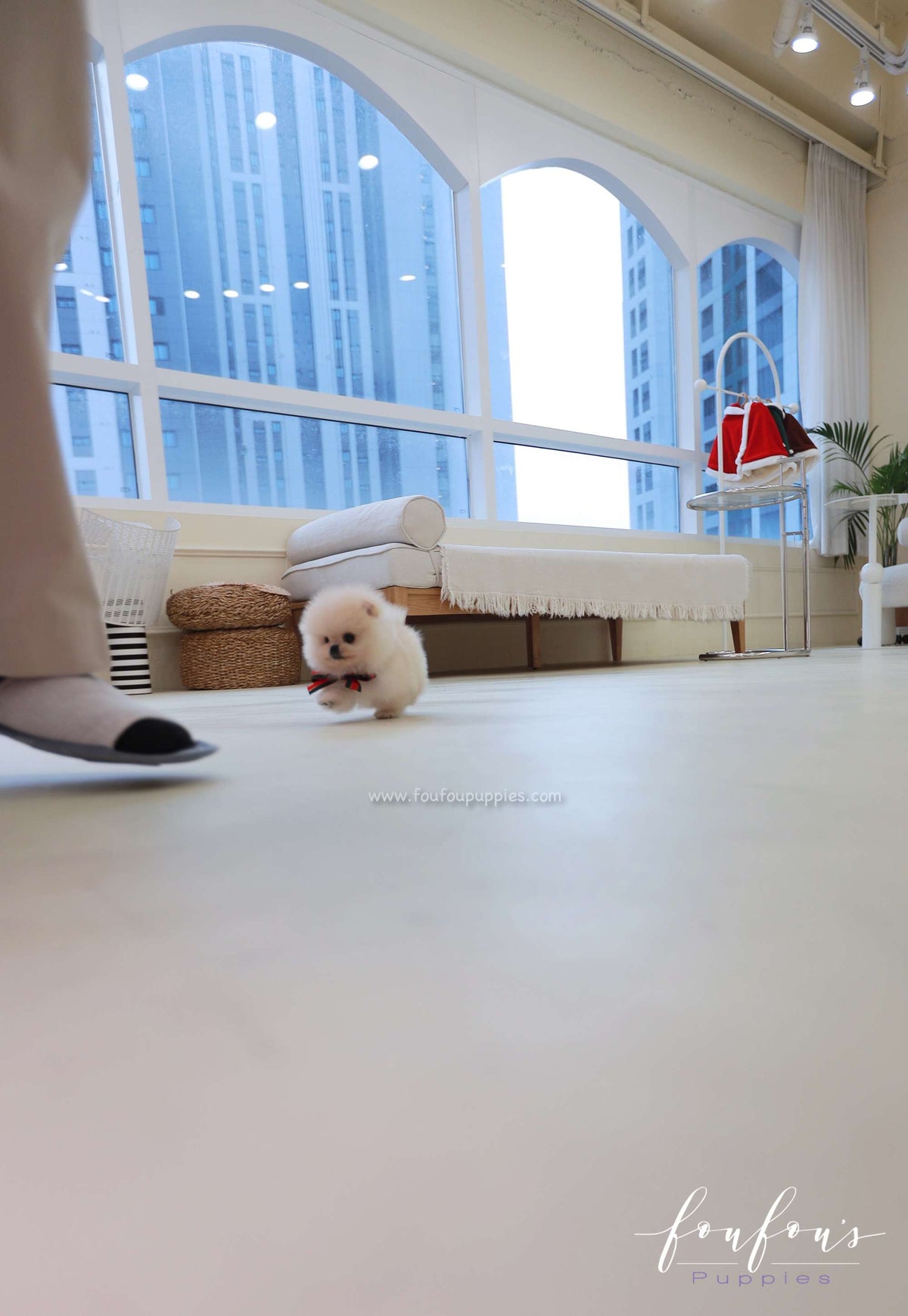 Buttercup - Pomeranian M.