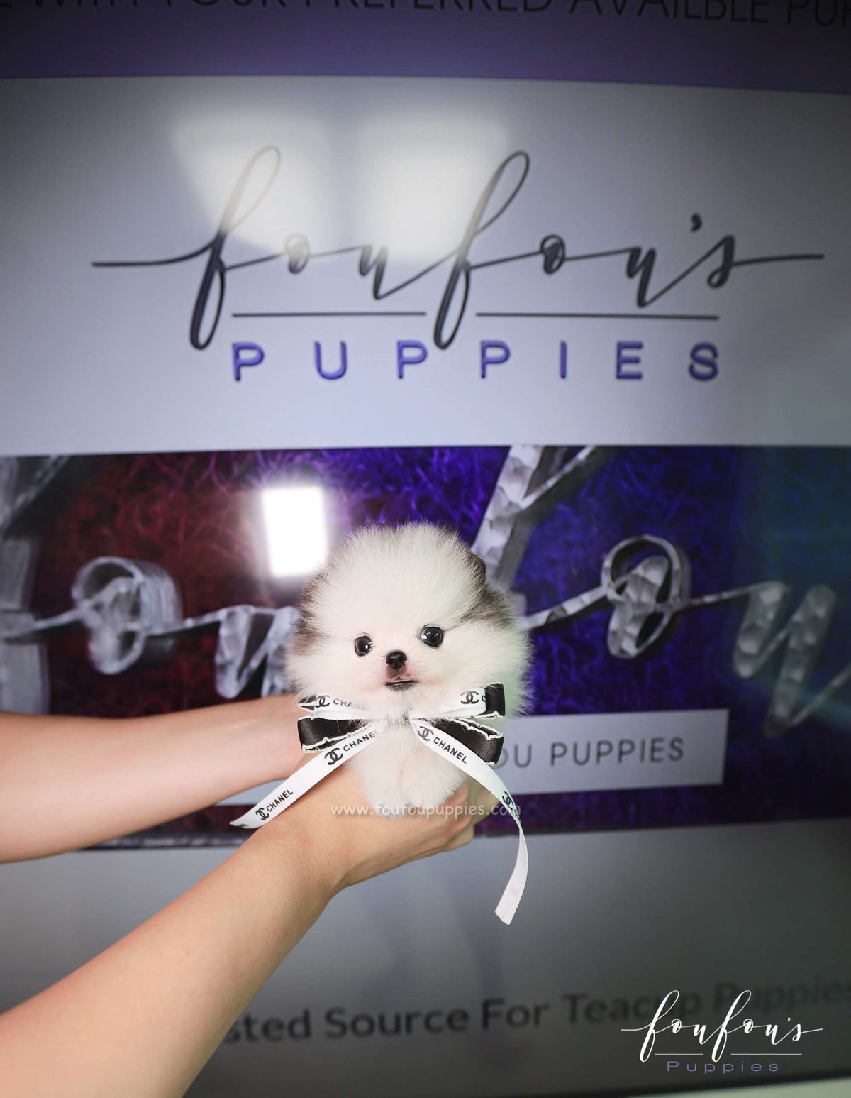 Barbie - Pomeranian F.
