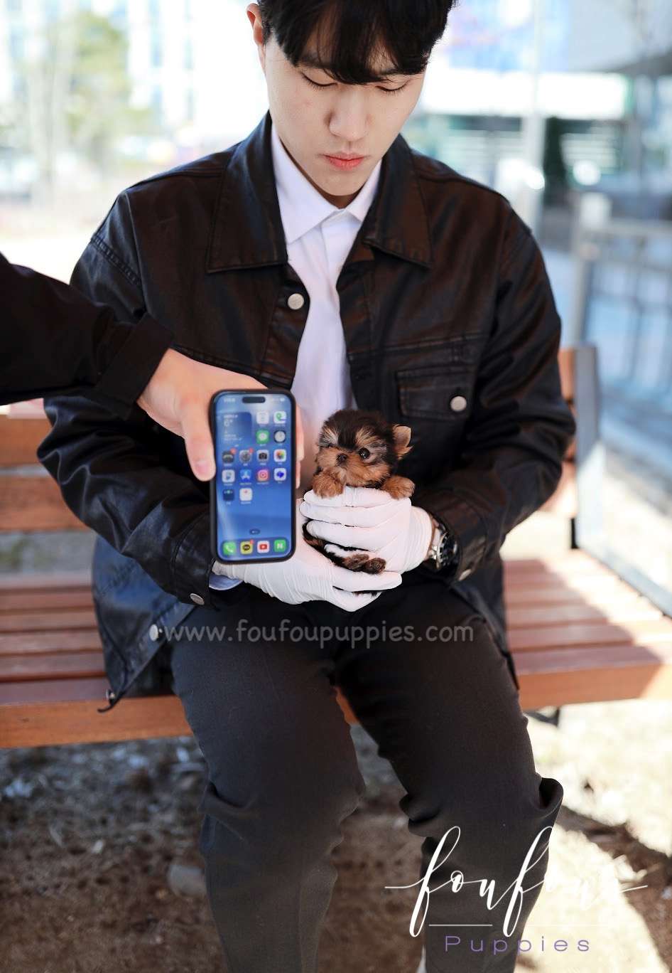 Muffin - Yorkshire Terrier M.