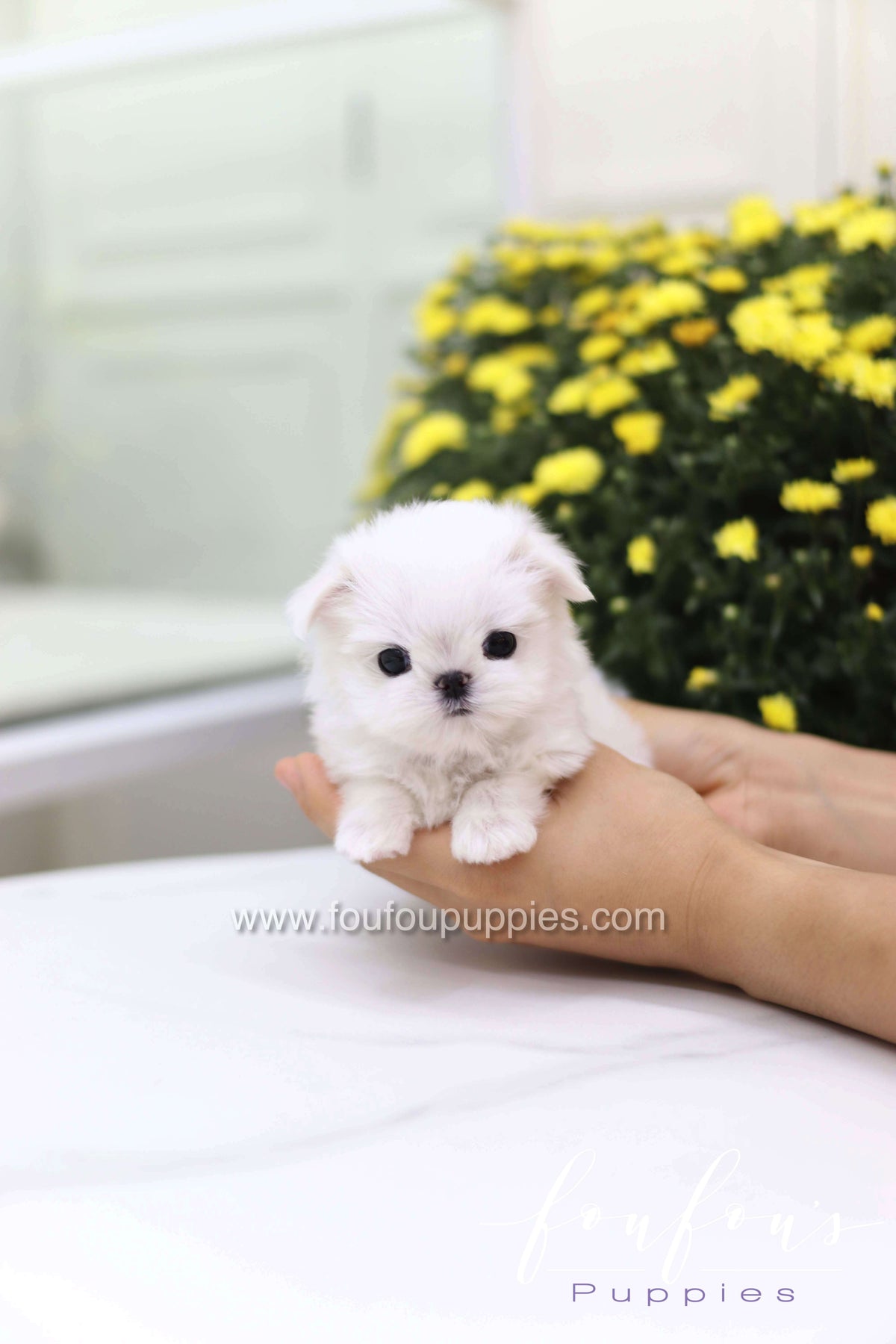 Teeny - Maltese F.