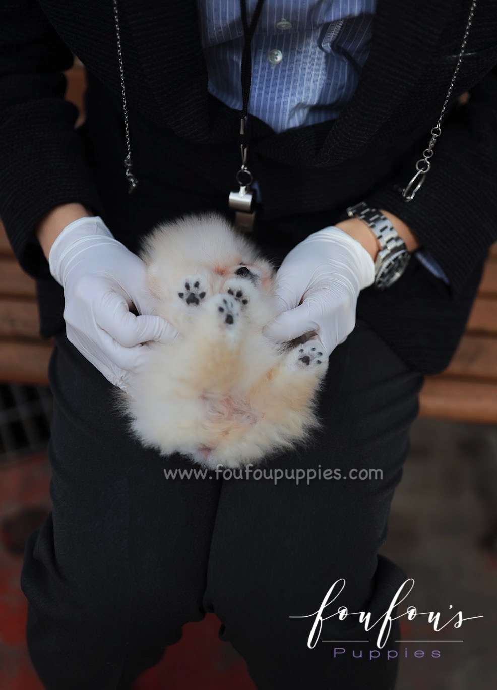 Amore- Pomeranian F.