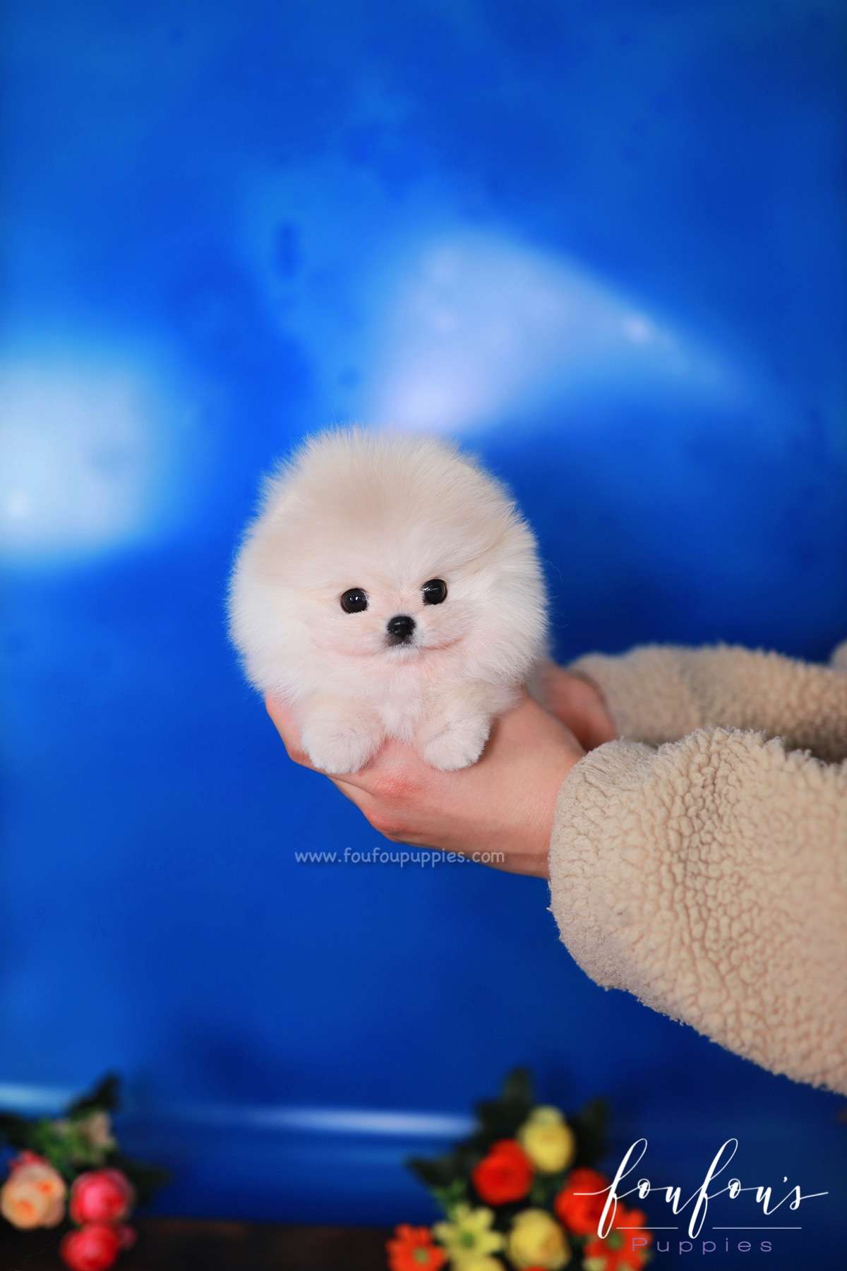 Cotton - Pomeranian F.