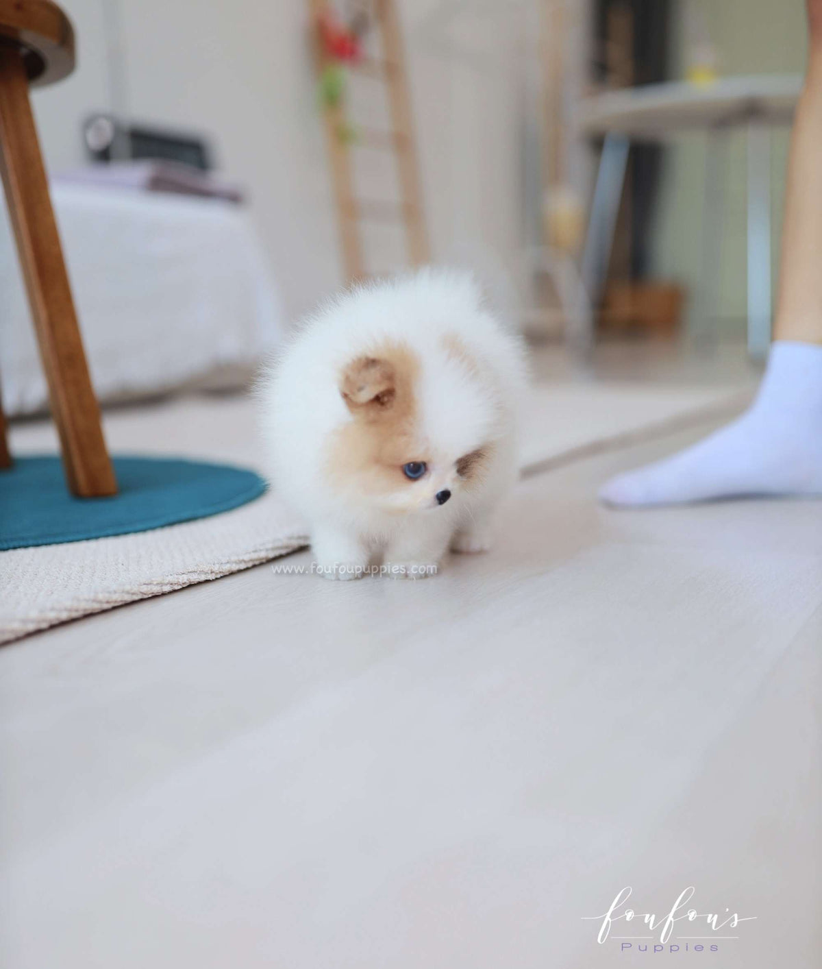 Bijou - Pomeranian F.