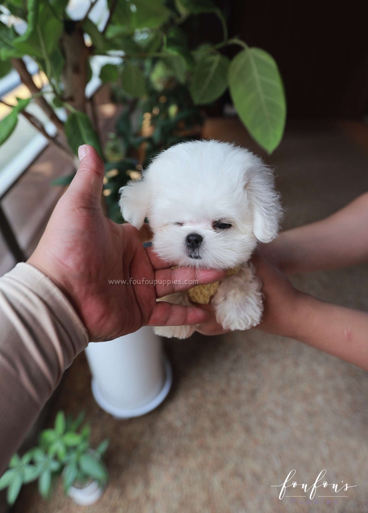 Stewart - Maltese M.
