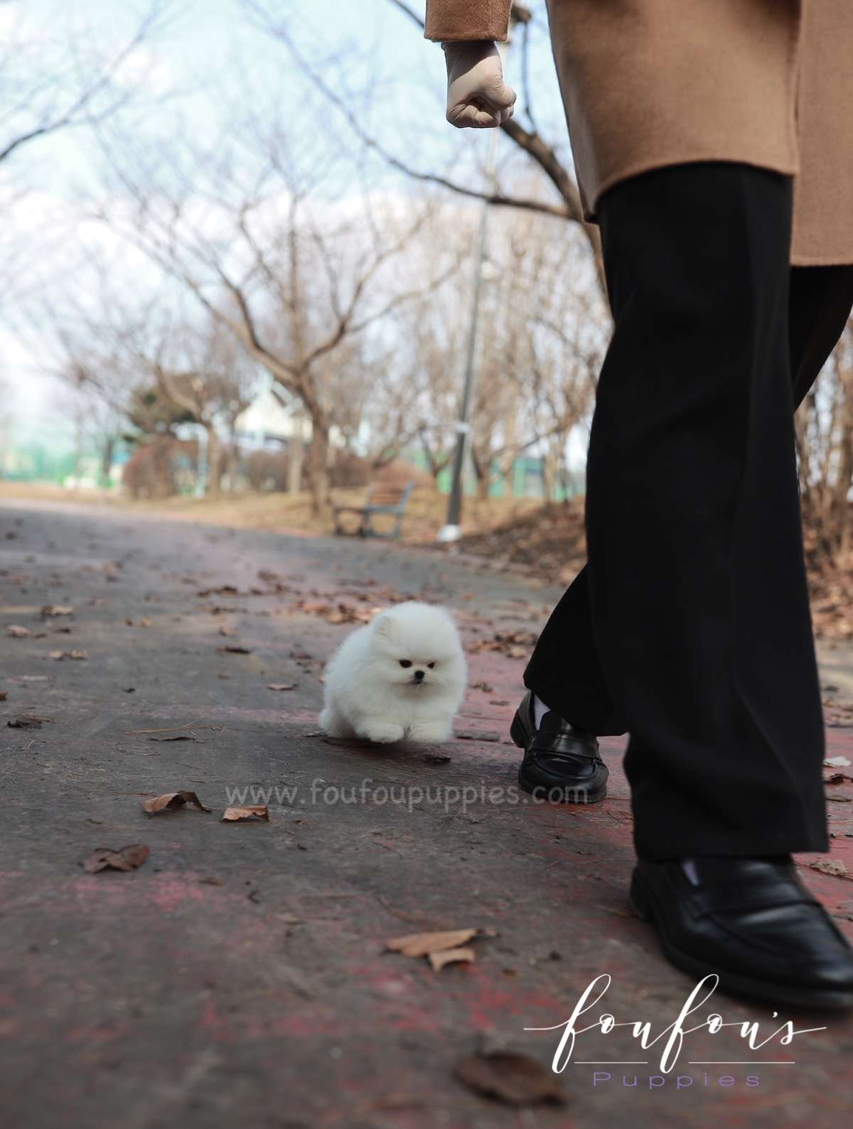 La Jaconde - Pomeranian F.