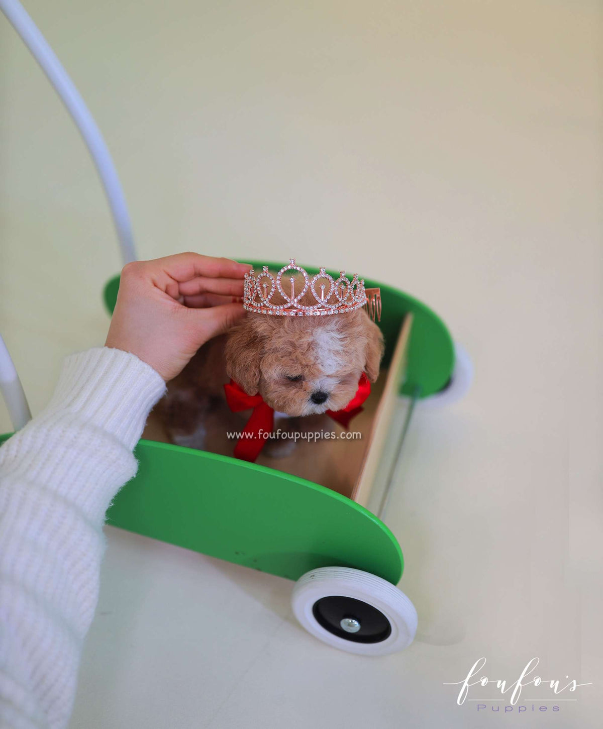 SugarPlum - Maltipoo F.