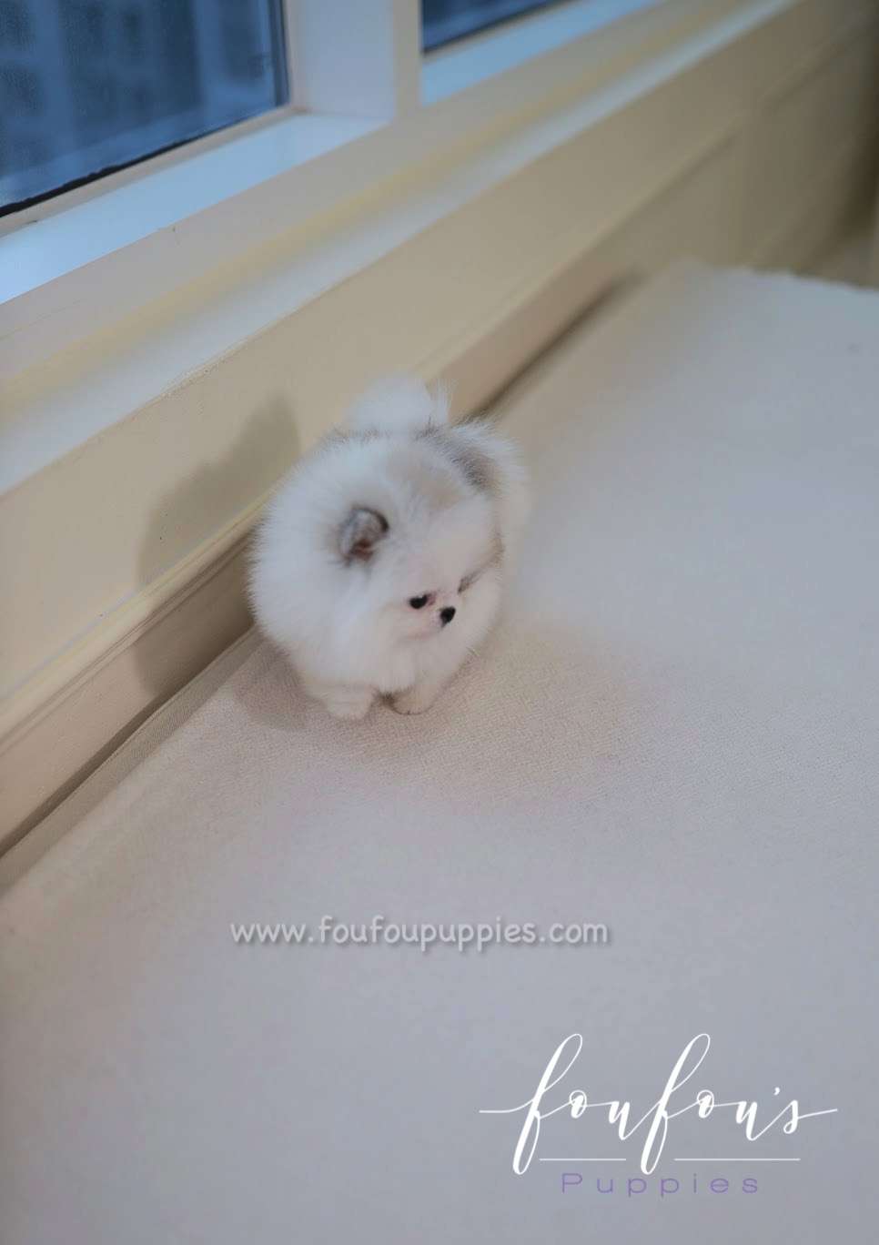 Olivia - Pomeranian F.