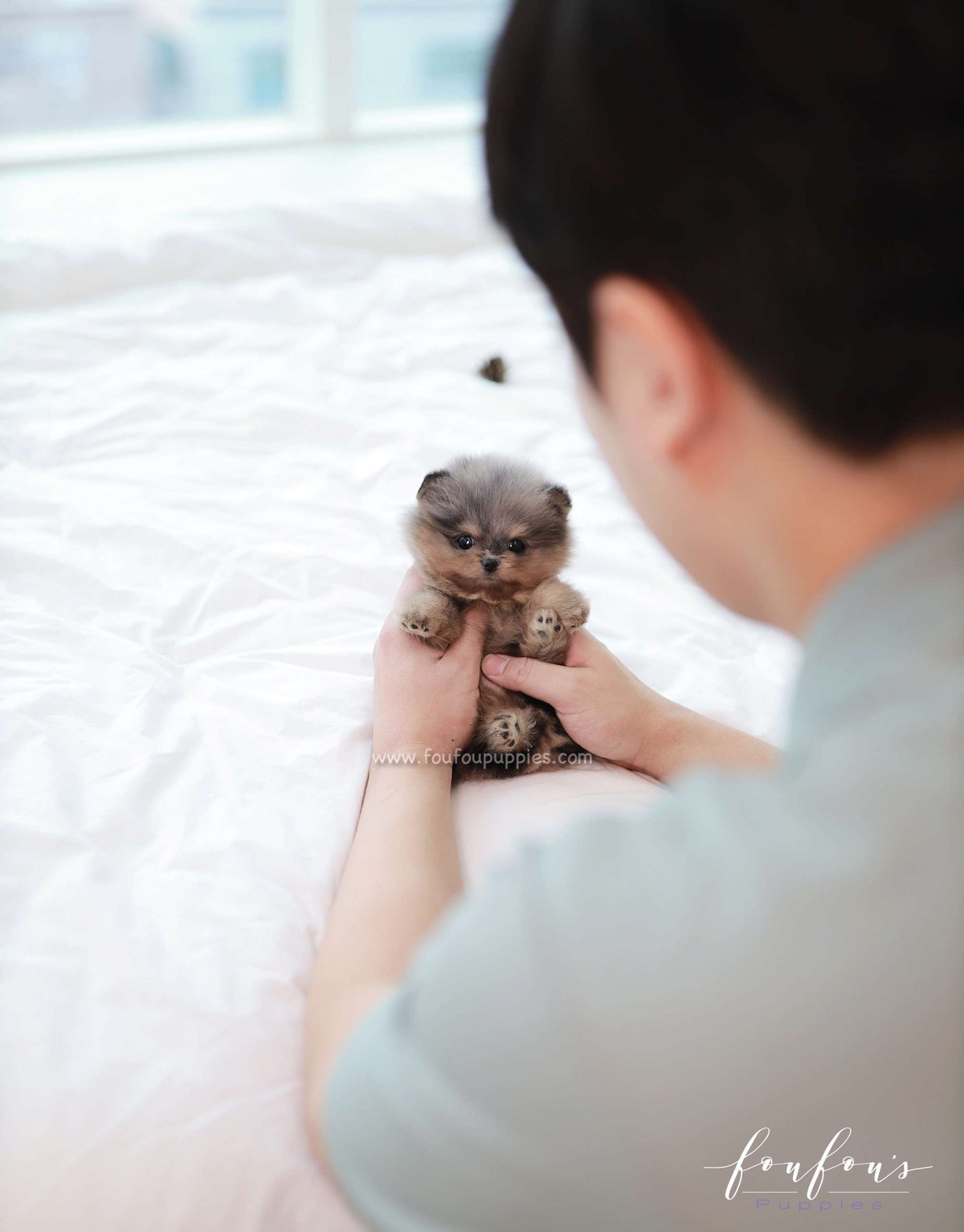 Cosmo - Pomeranian M.