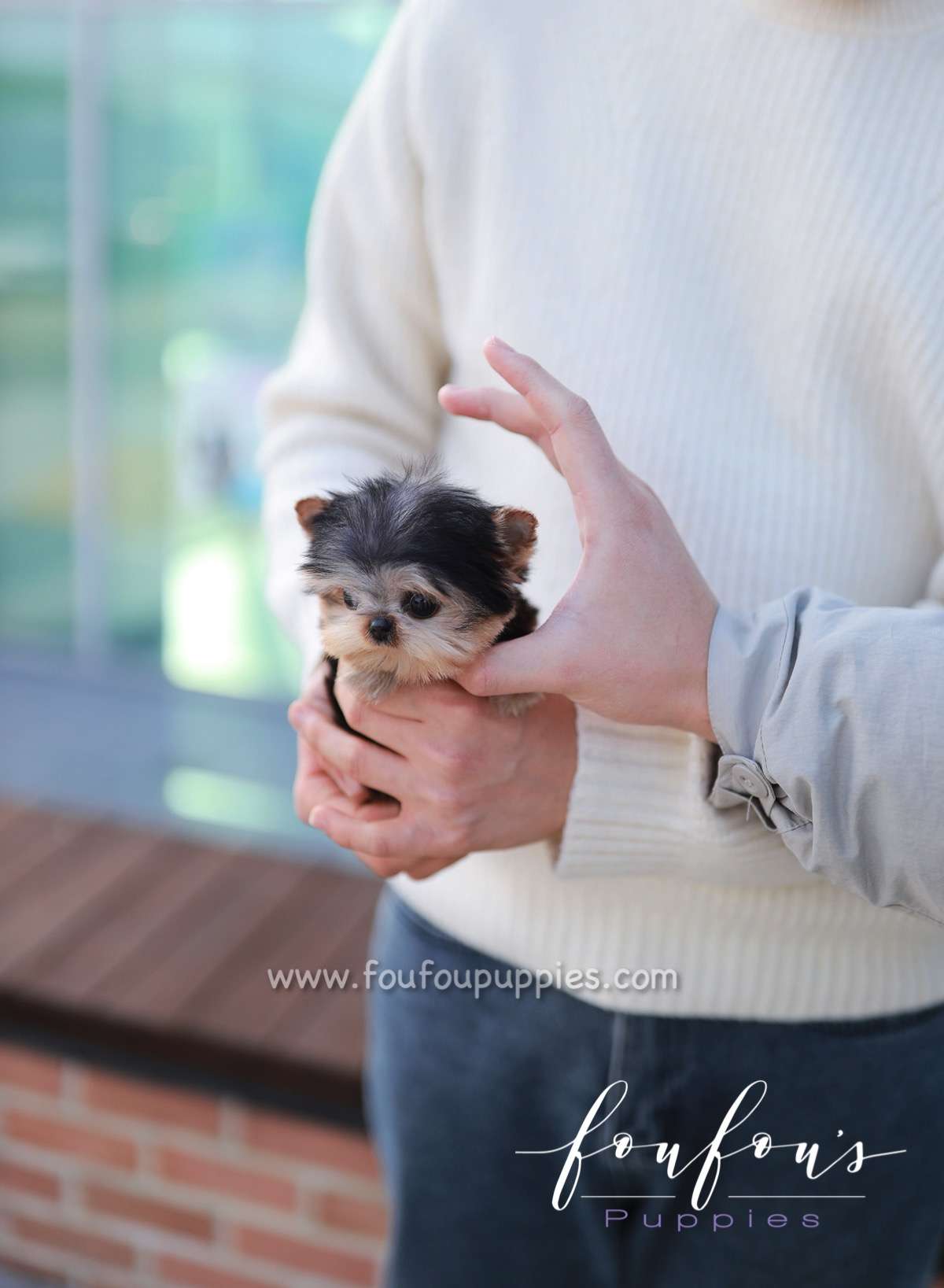 Titch - Yorkshire Terrier M.