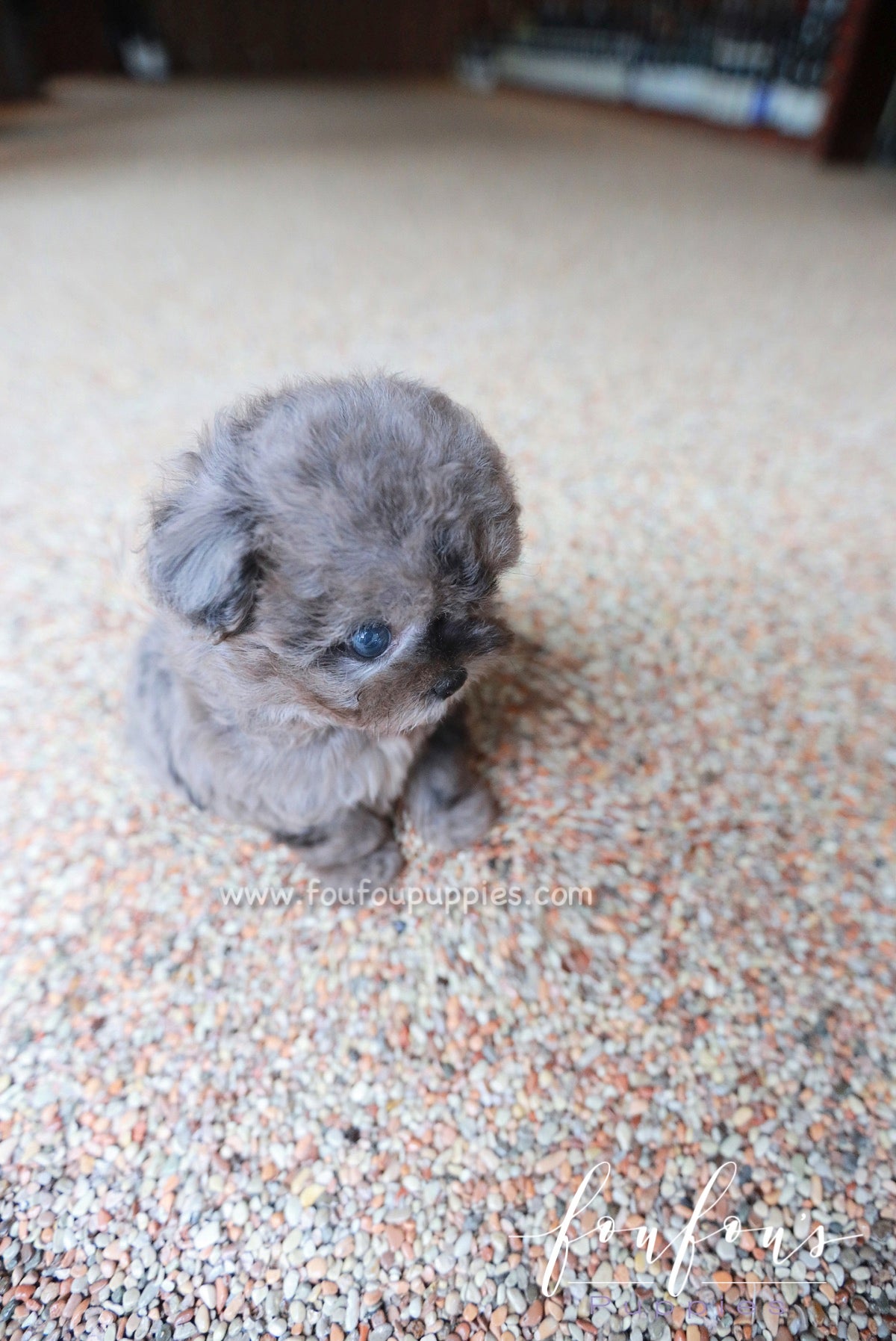 Ziggy - Maltipoo M.