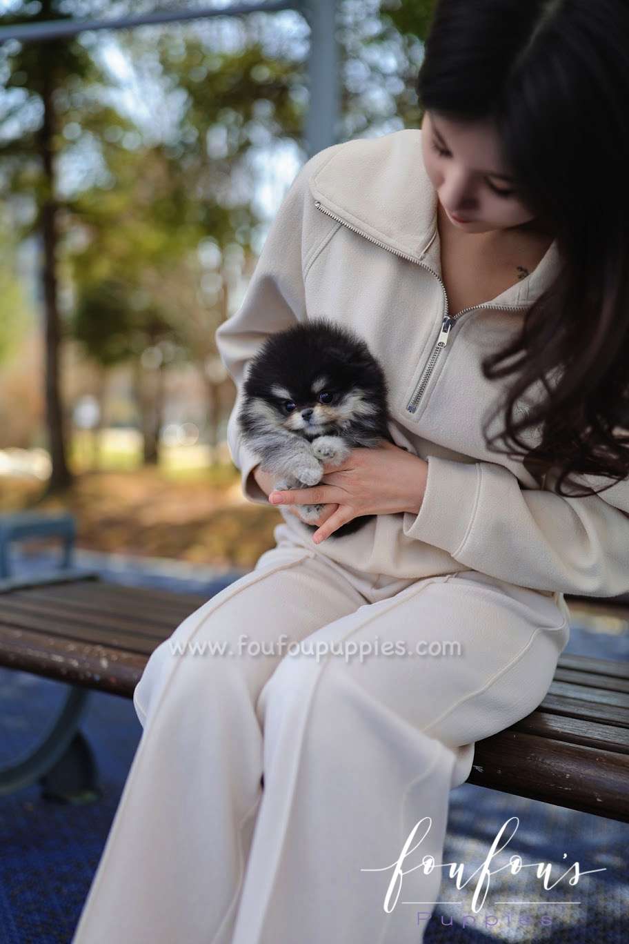 Ace - Pomeranian M.