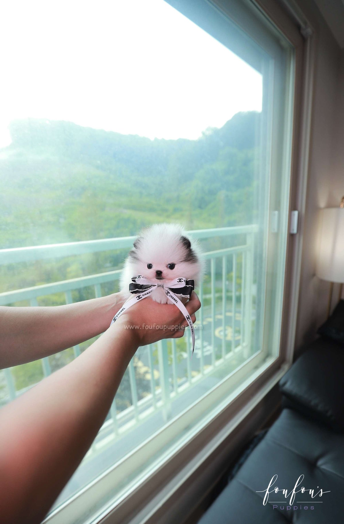 Barbie - Pomeranian F.