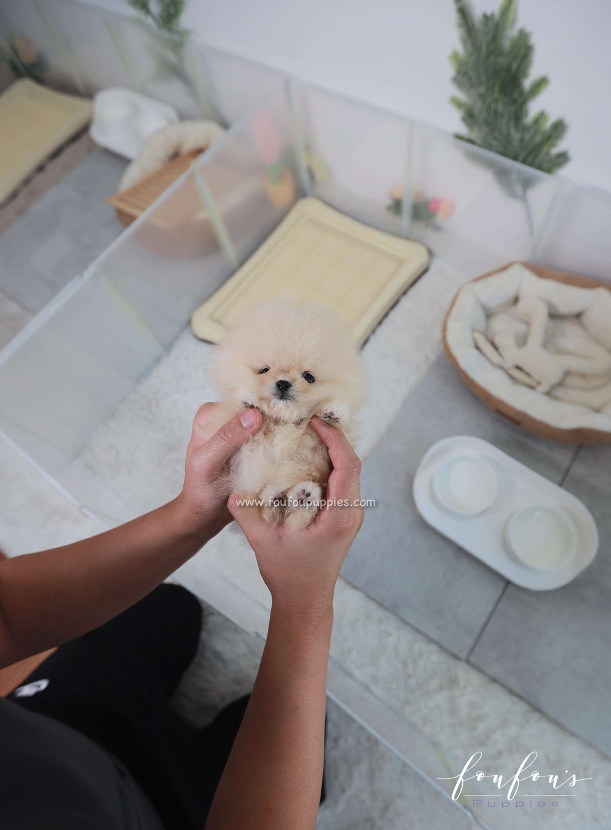 Duke - Pomeranian M.