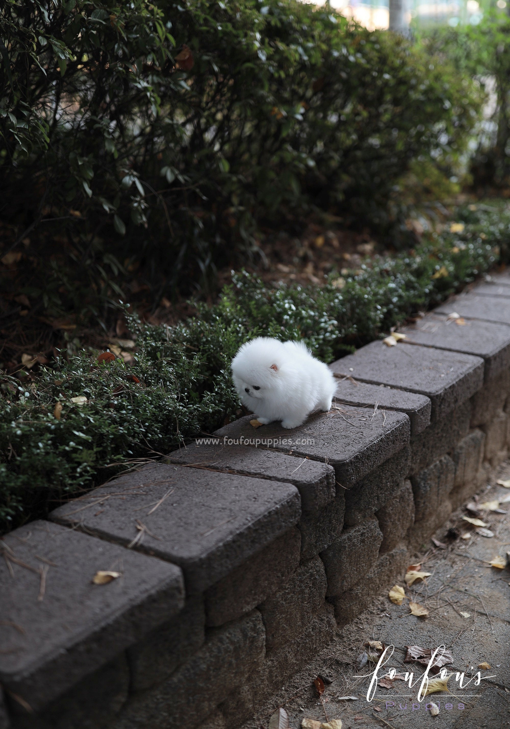 Aspen - Pomeranian F.