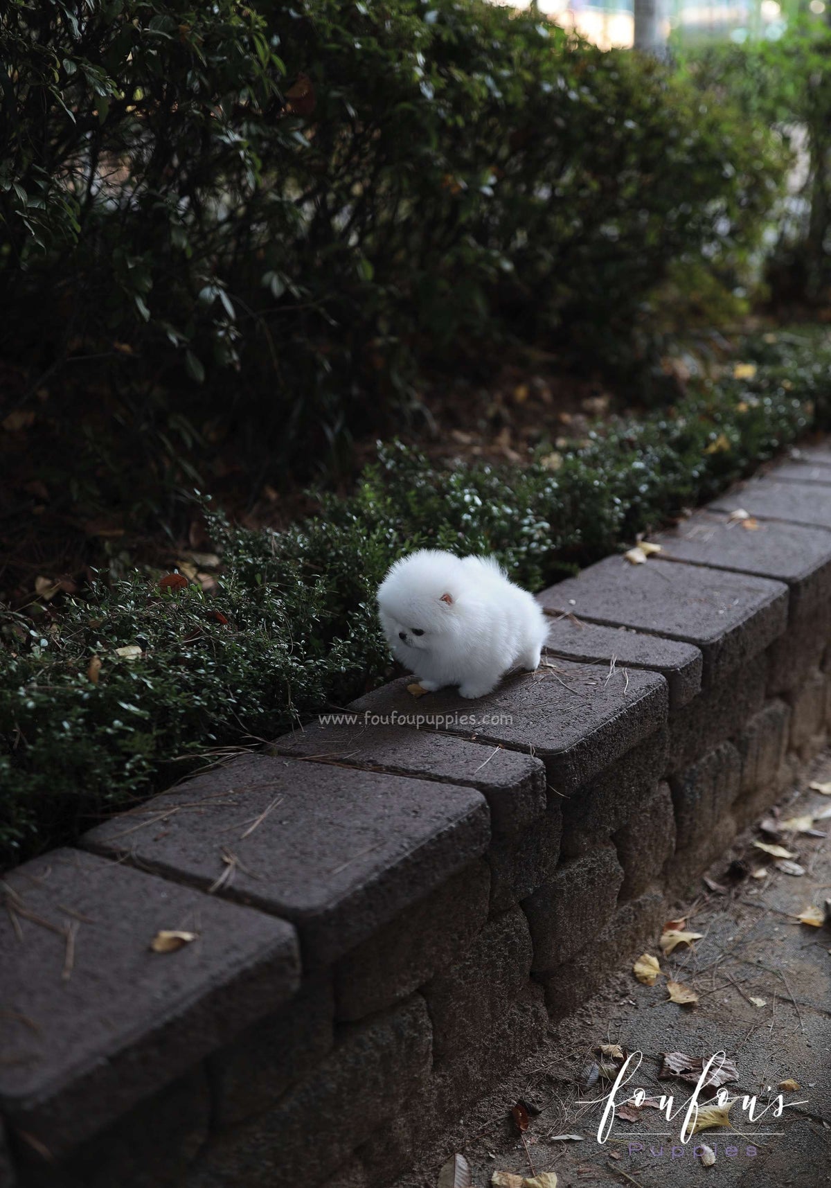 Aspen - Pomeranian F.