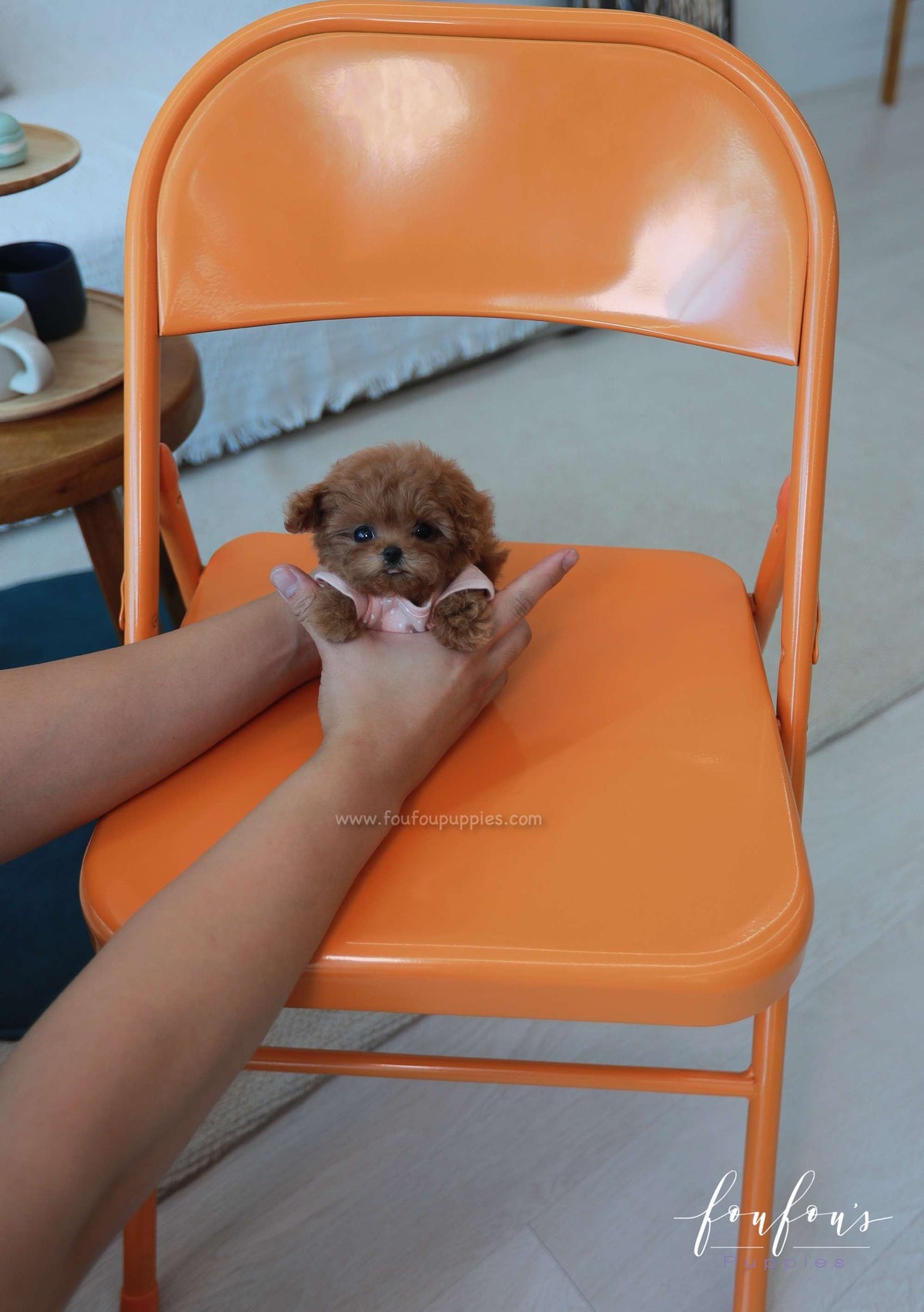 Rouge - Poodle F.