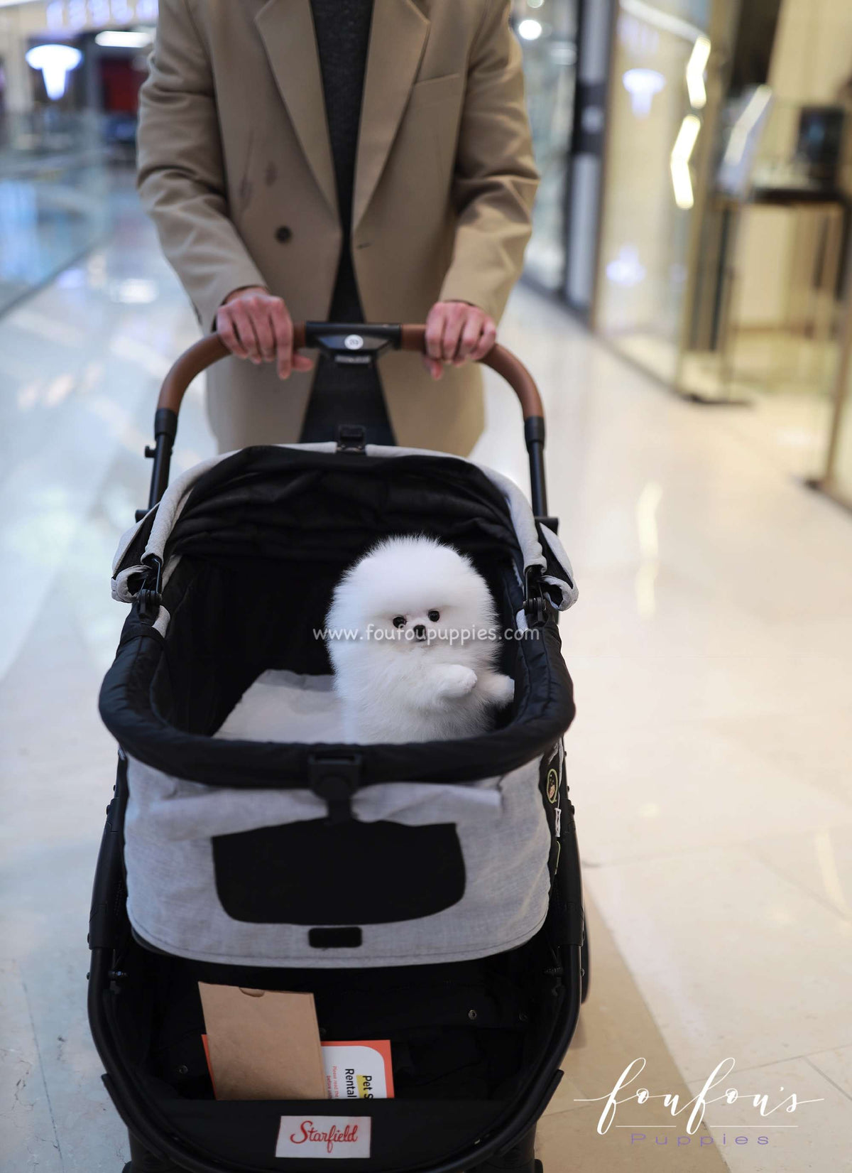 Belle - Pomeranian F.