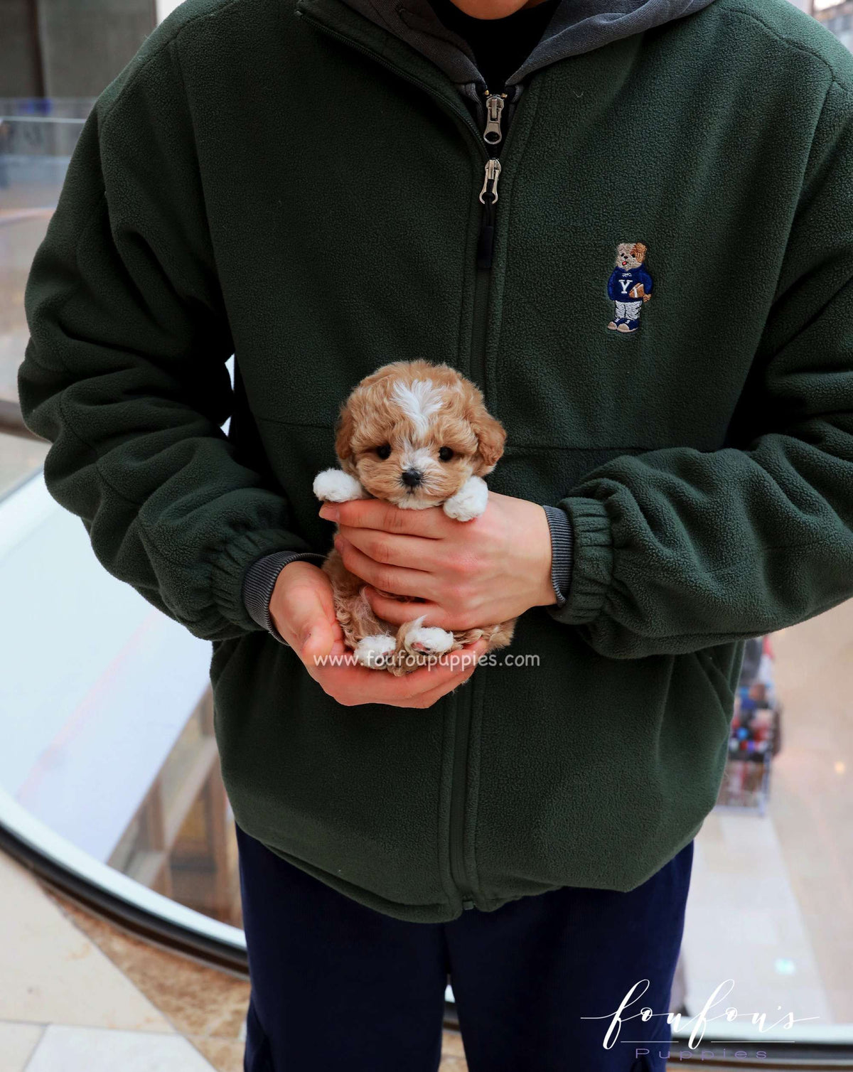 YogiBear - Maltipoo M.