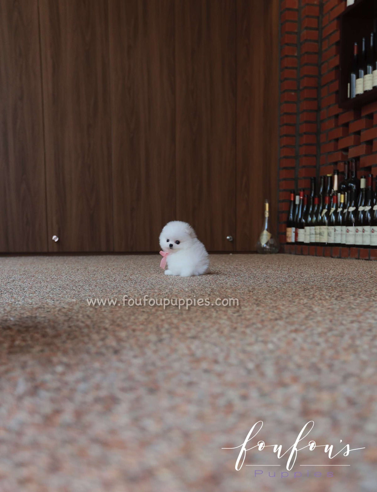Sugar - Pomeranian F.