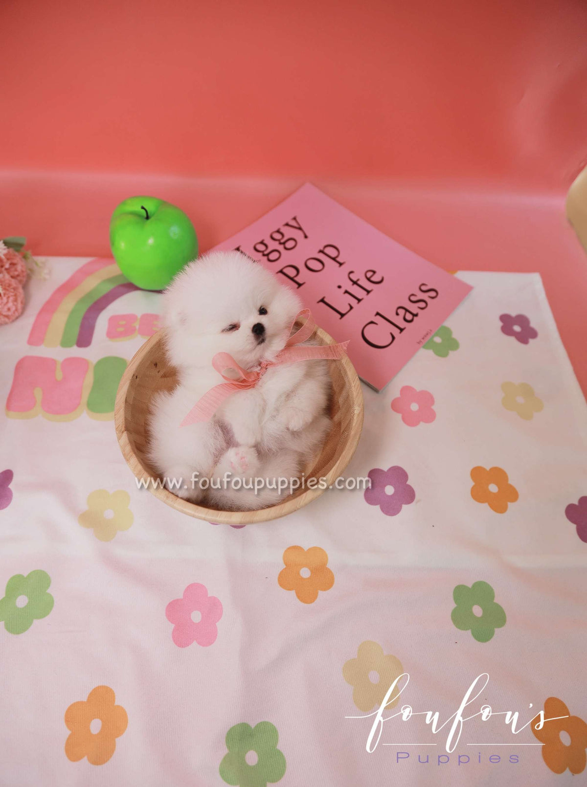 Sugar - Pomeranian F.