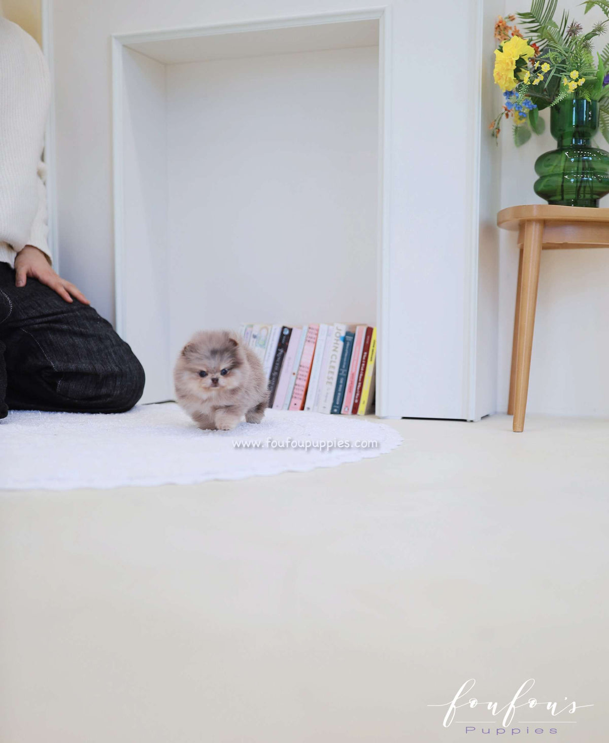 Cléo - Pomeranian F.