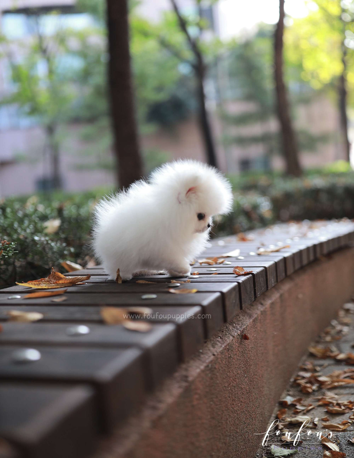 Snowie - Pomeranian F.
