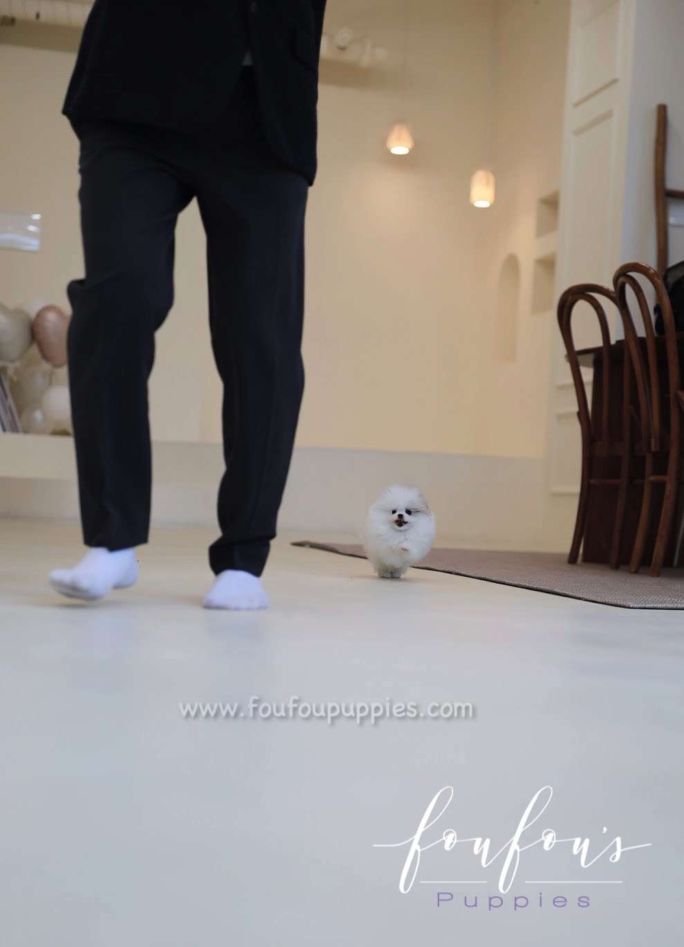Olivia - Pomeranian F.