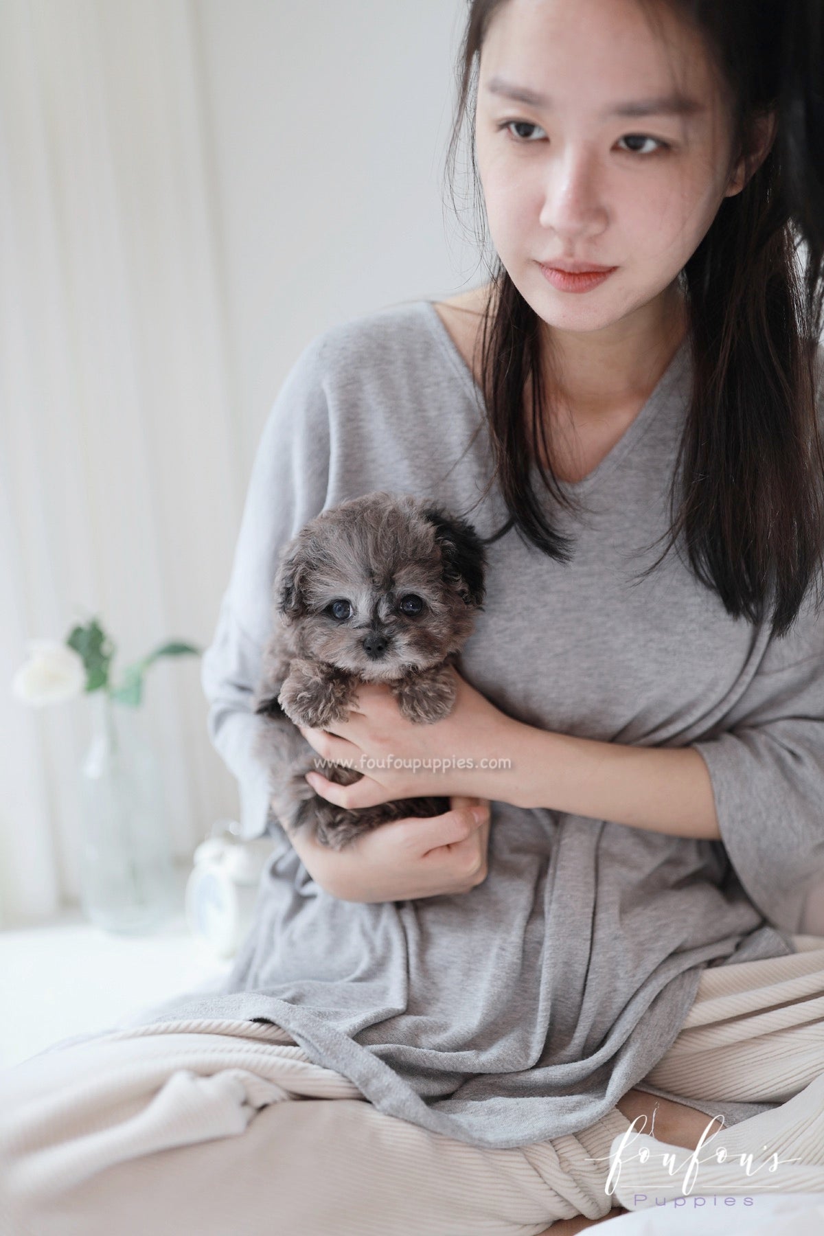 Ziggy - Maltipoo M.
