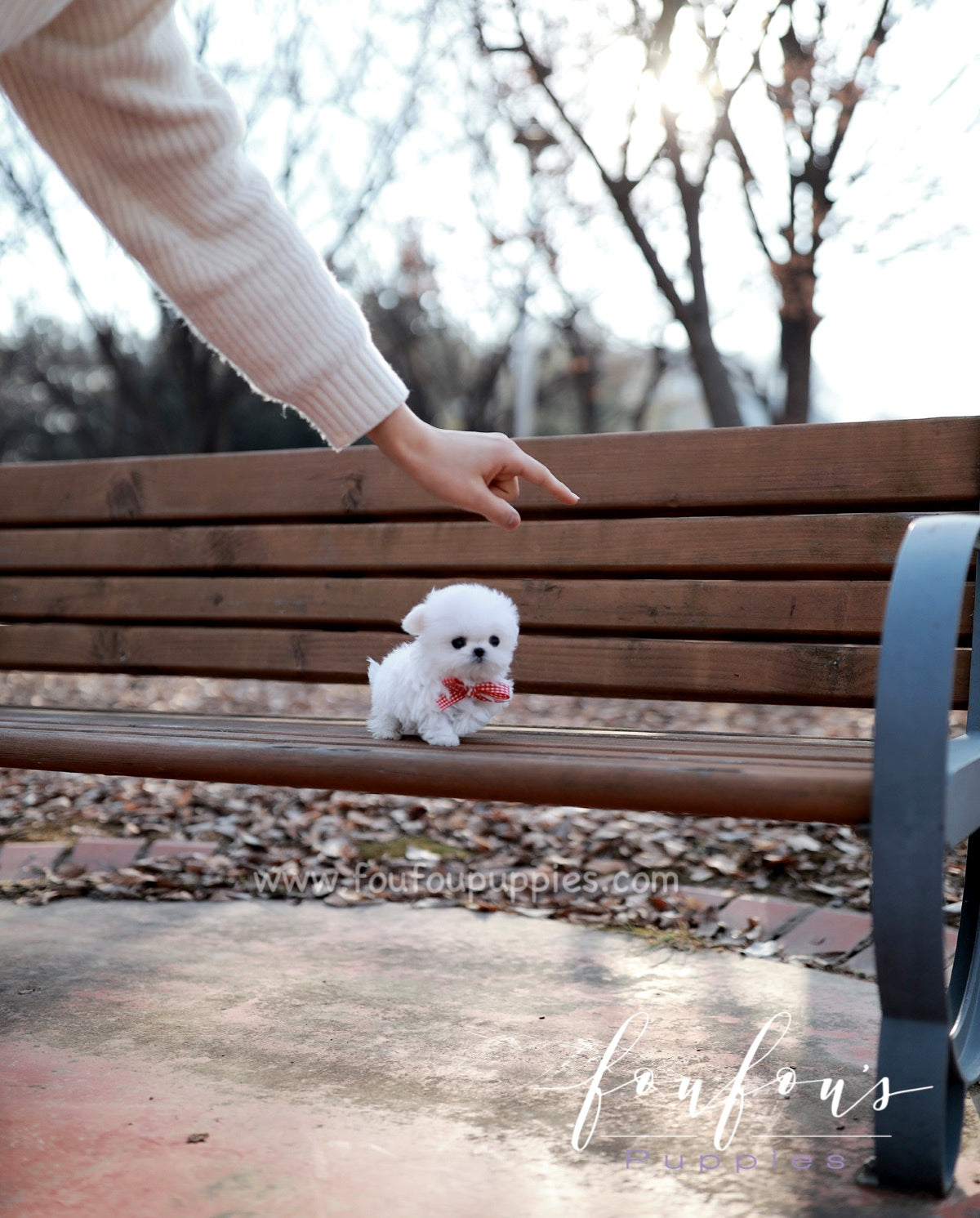 London - Maltese F.