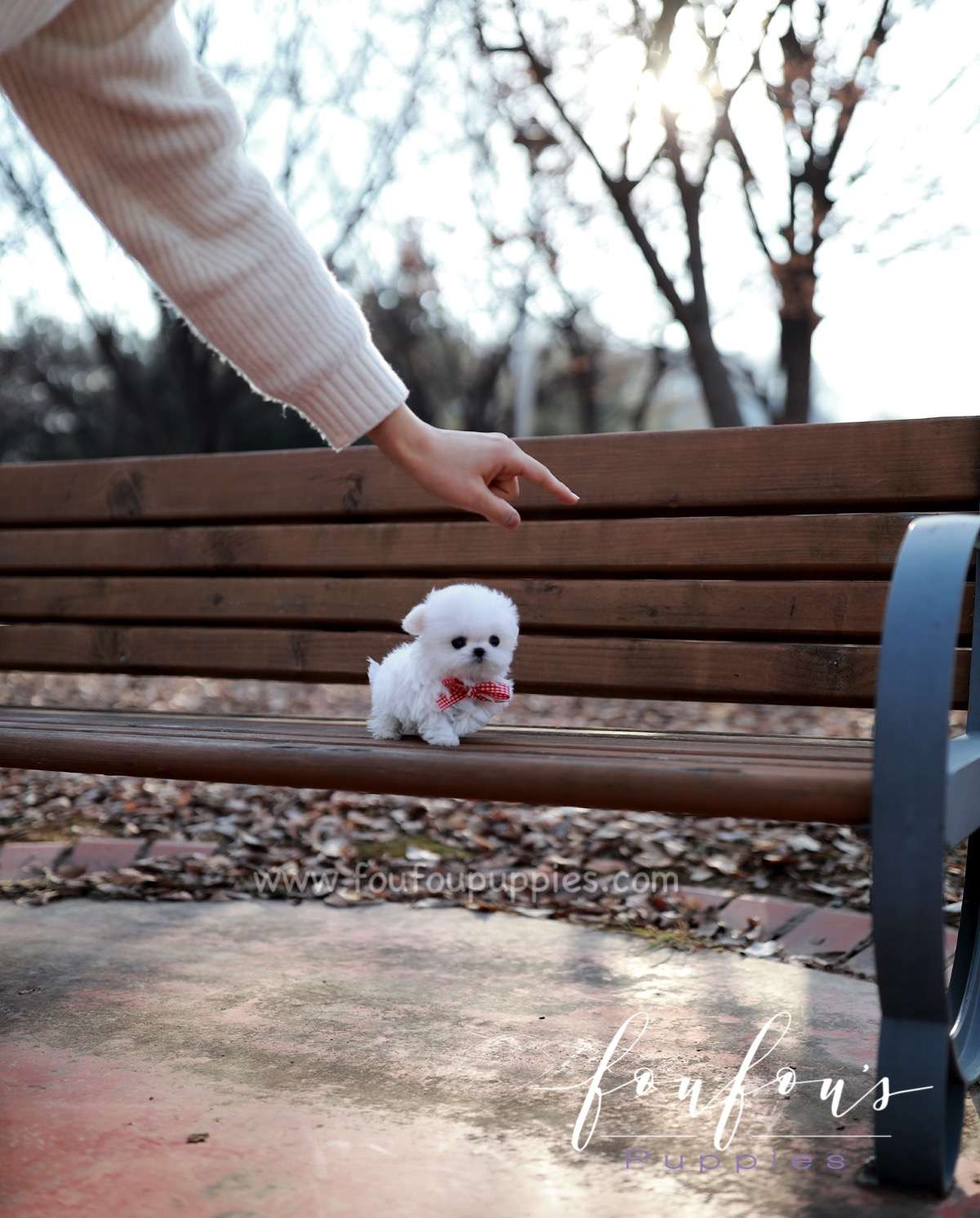 London - Maltese F.