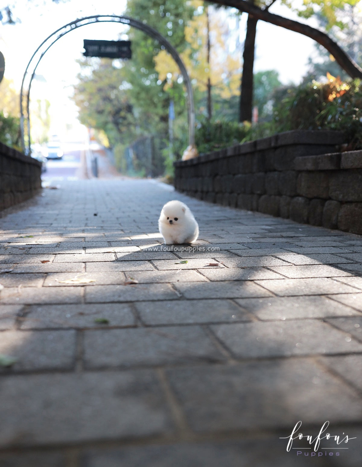 Bear - Pomeranian M.