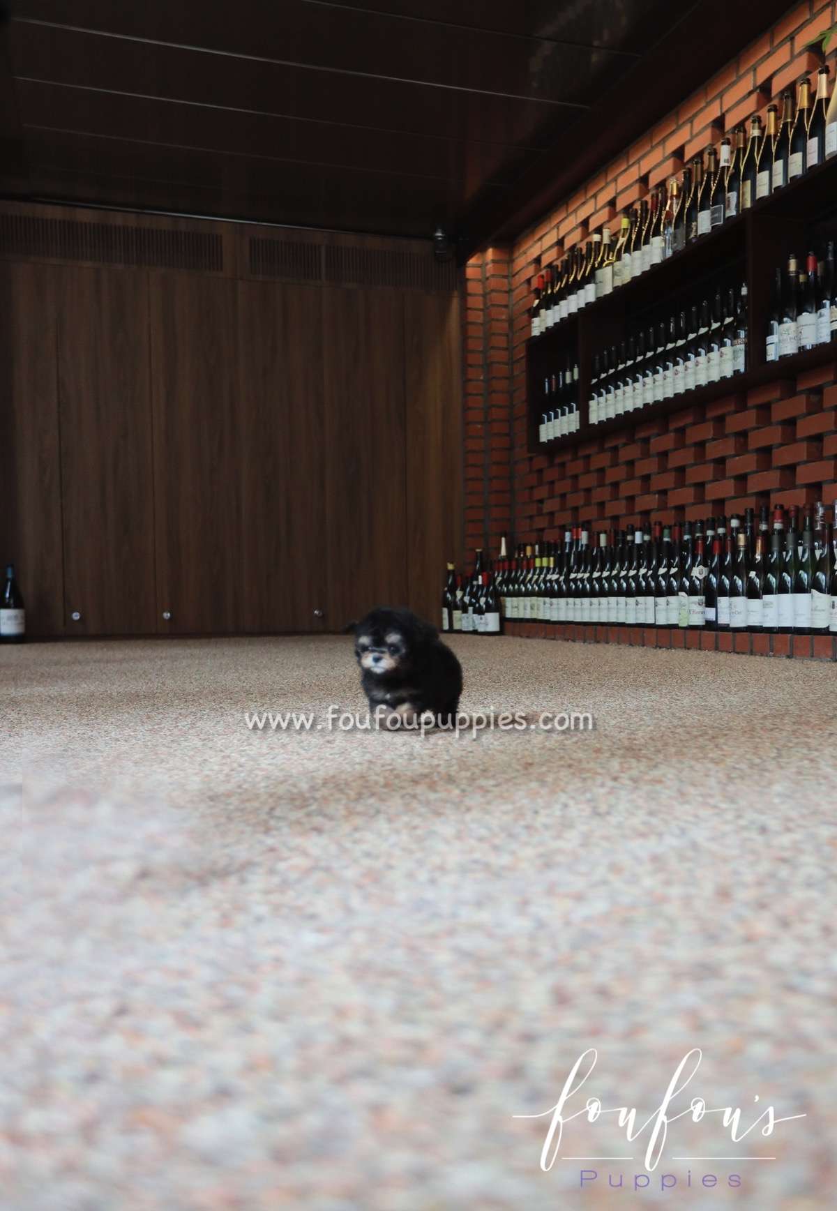 Henri - Poodle M.