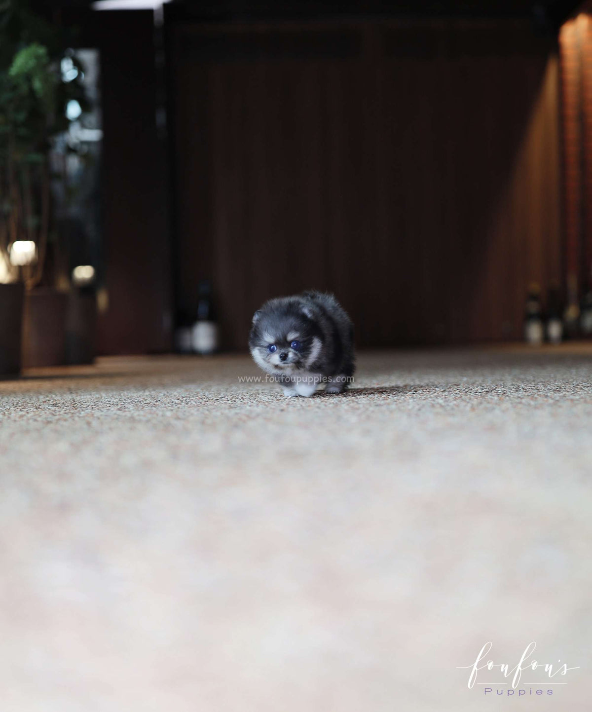 Chance - Pomeranian M.