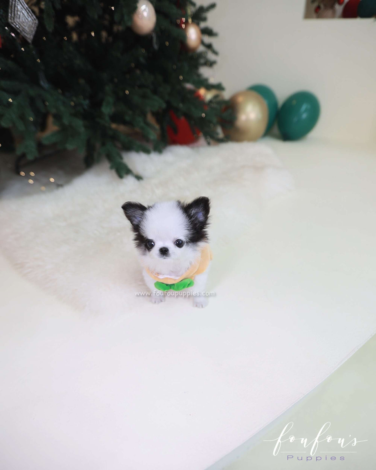 Minnie - Chihuahua F.