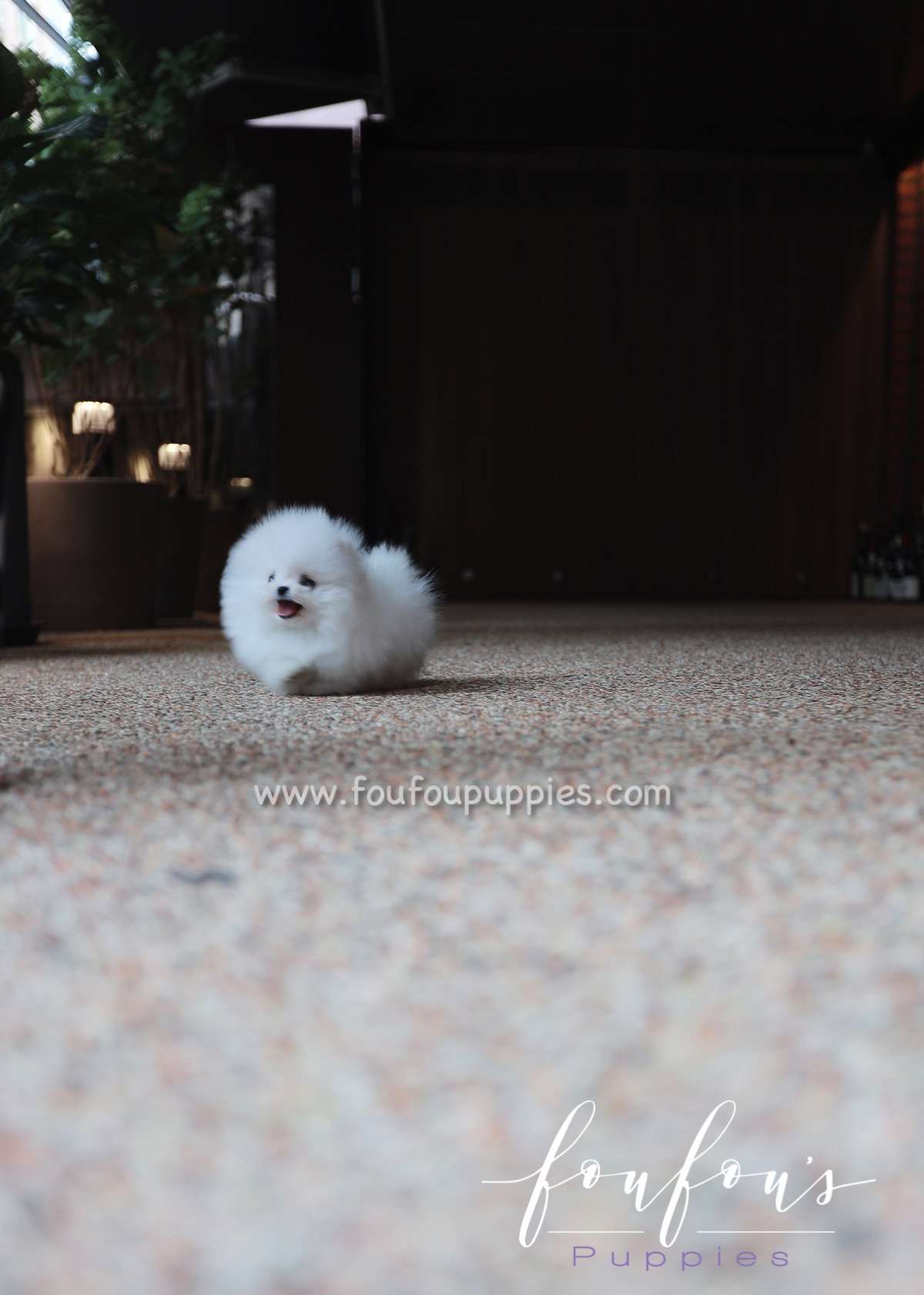 Santorini - Pomeranian M.