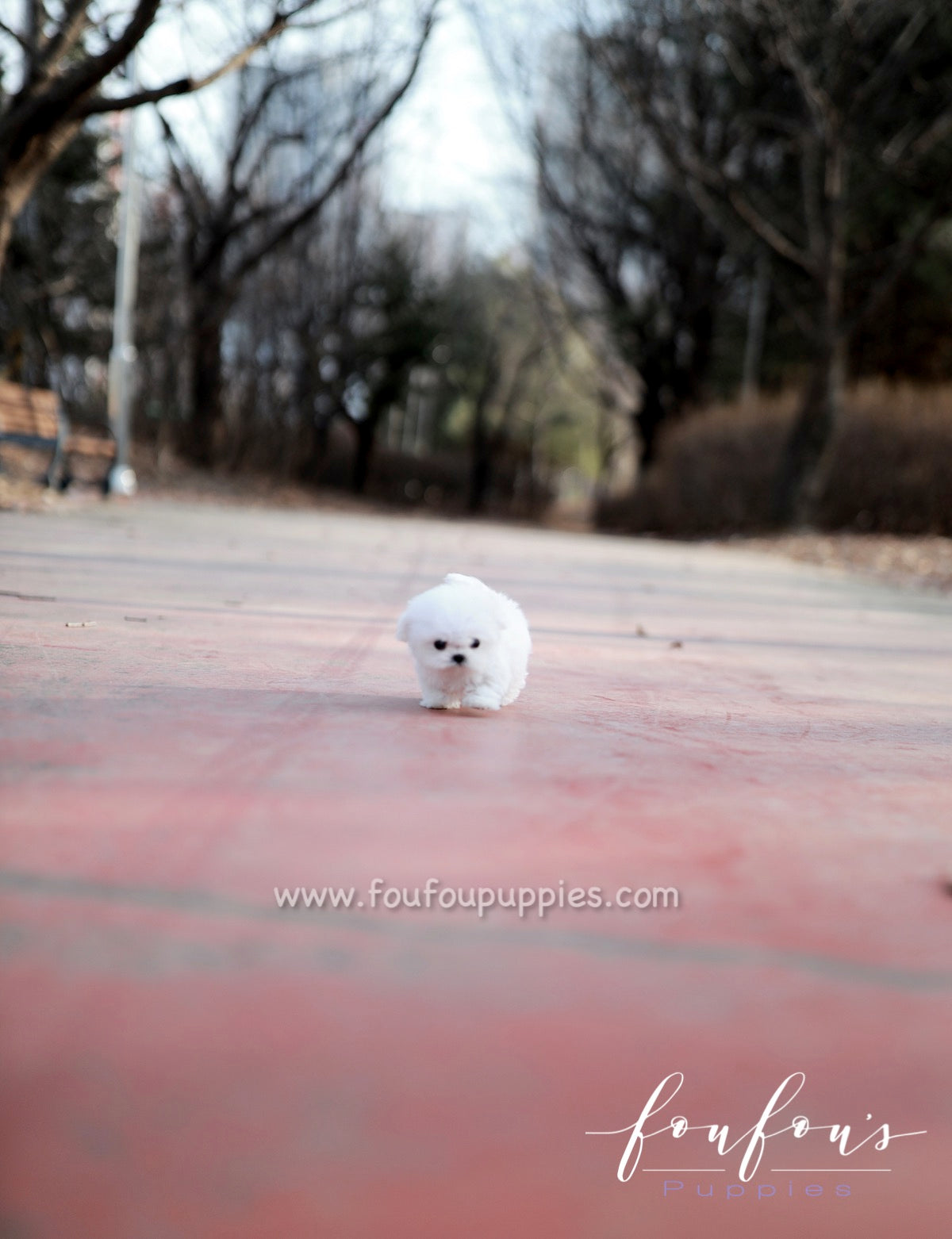 London - Maltese F.