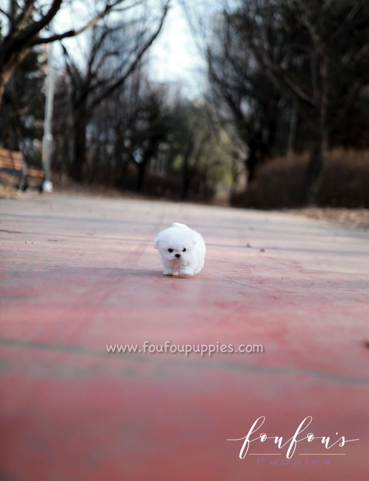 London - Maltese F.