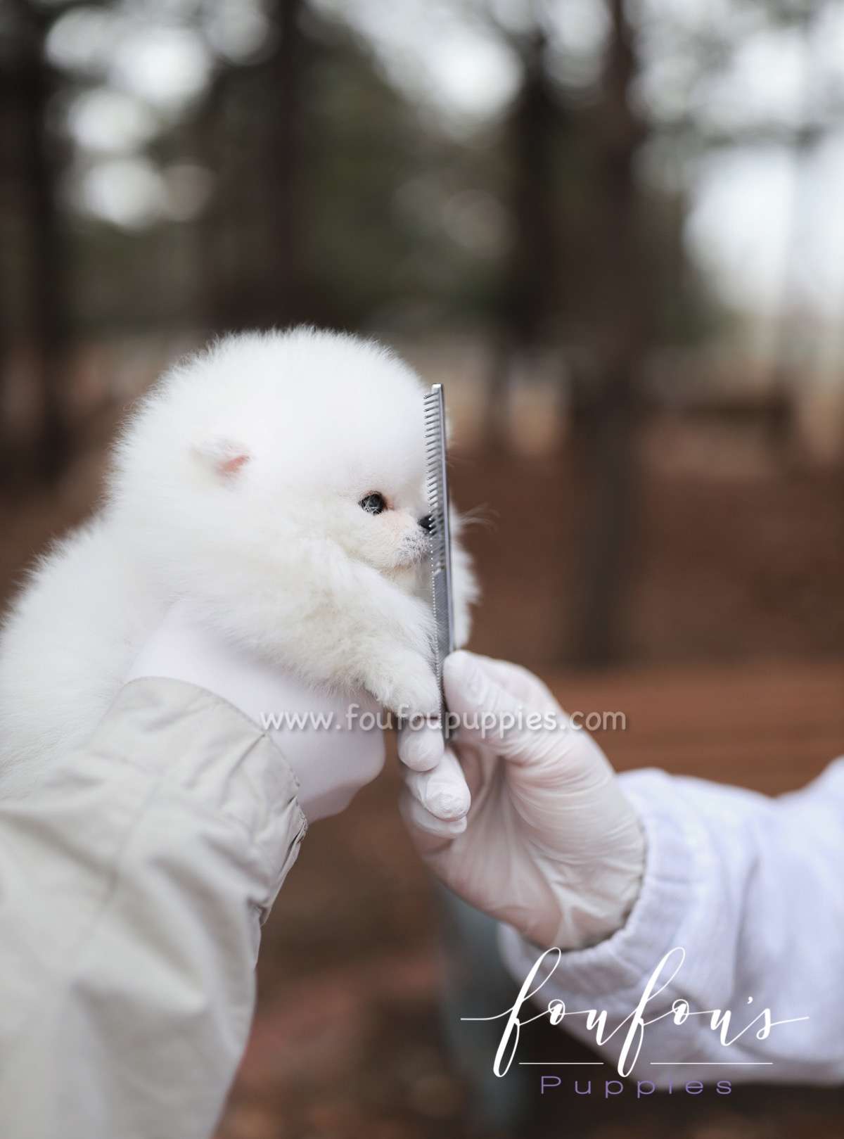 Marshmallow - Pomeranian F.