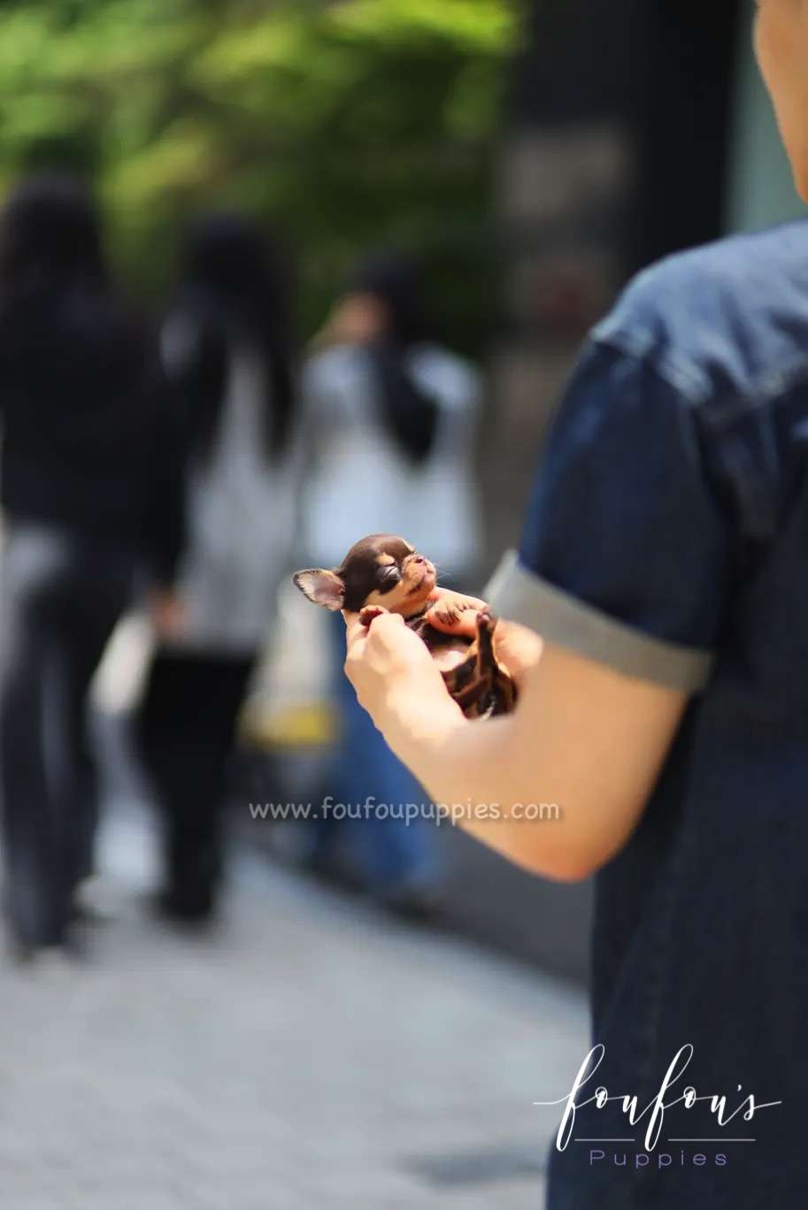 Choco - Chihuahua f.