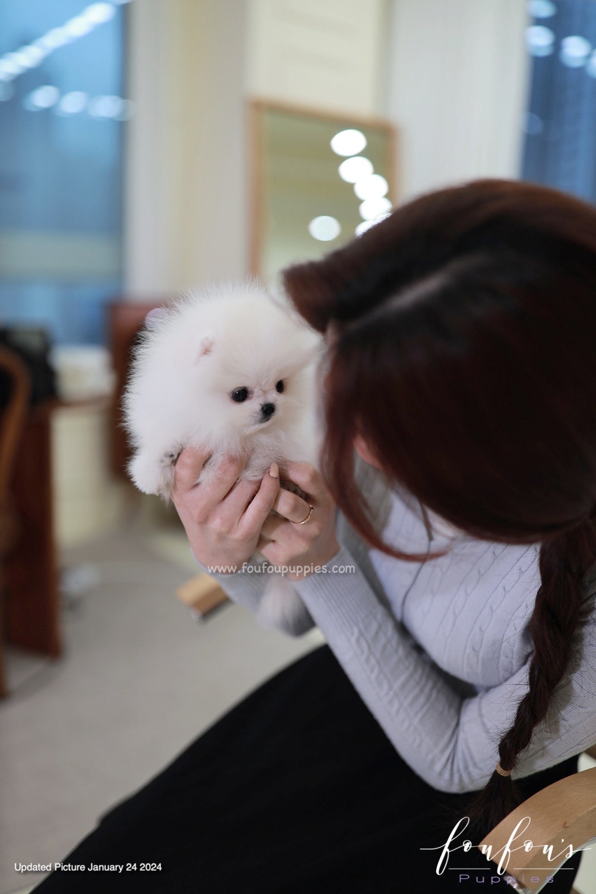Gia - Pomeranian F