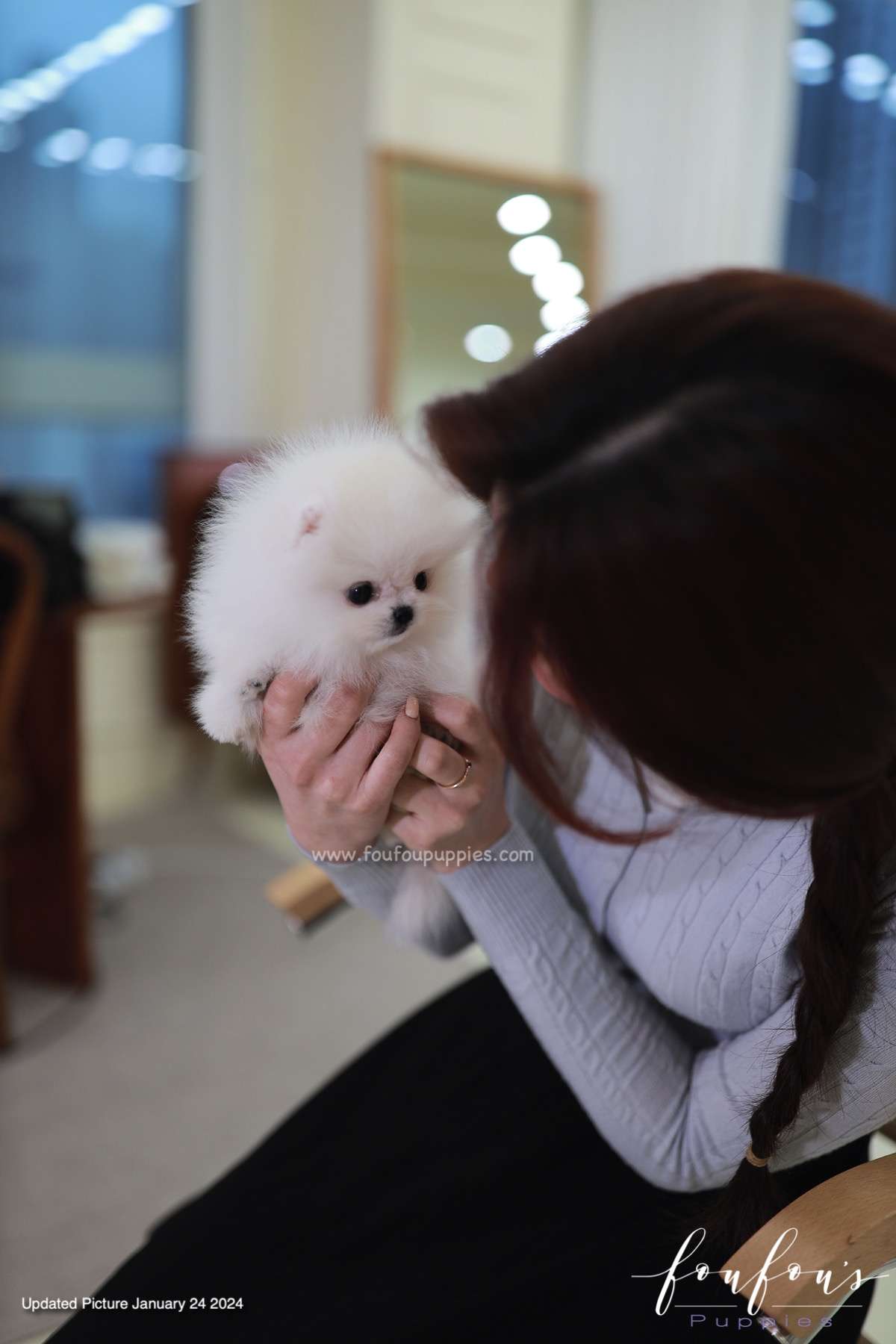 Gia - Pomeranian F