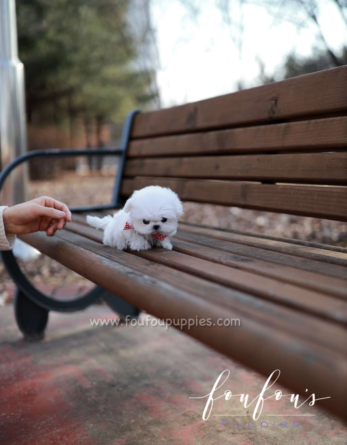 London - Maltese F.