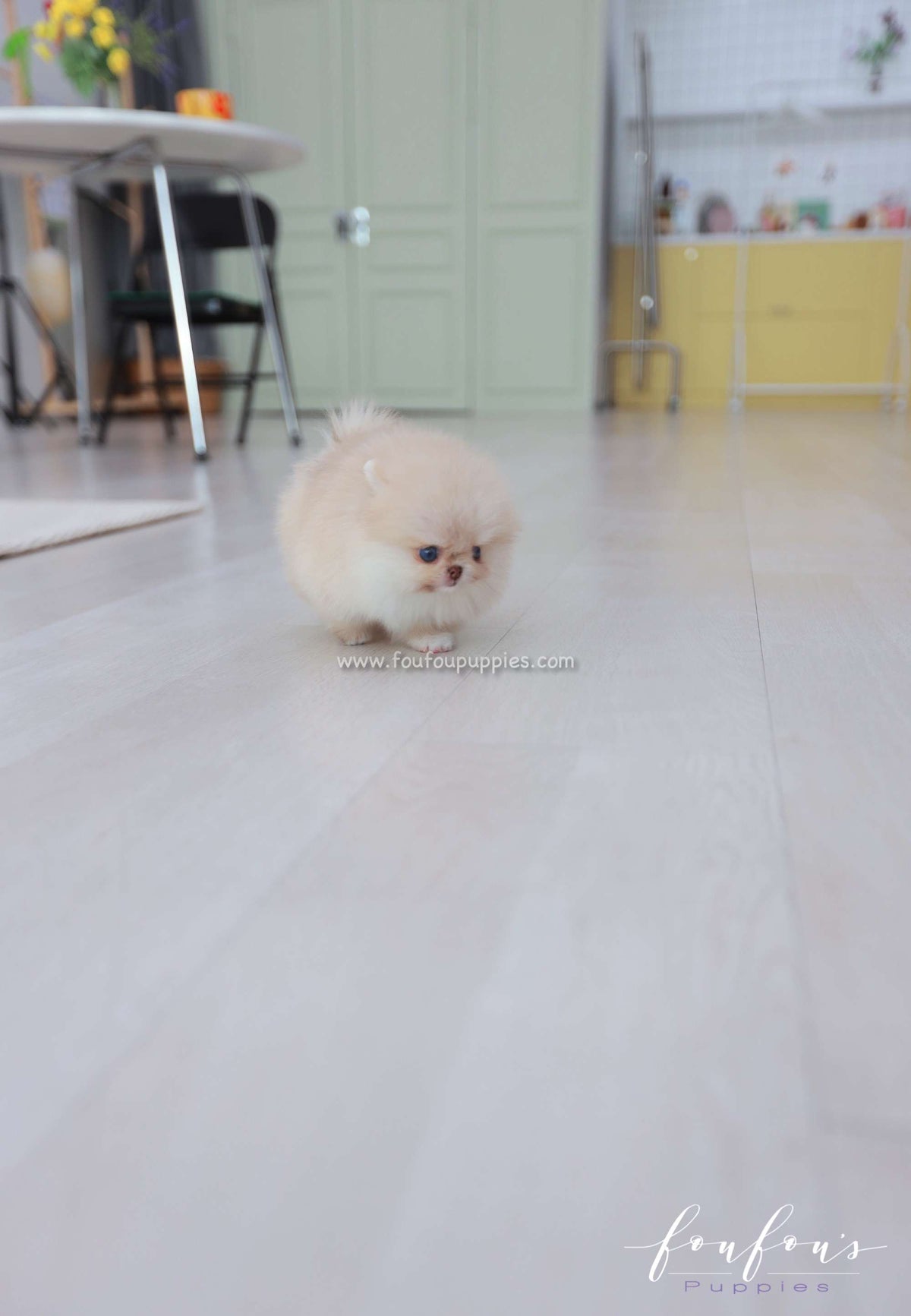 Coco - Pomeranian F.