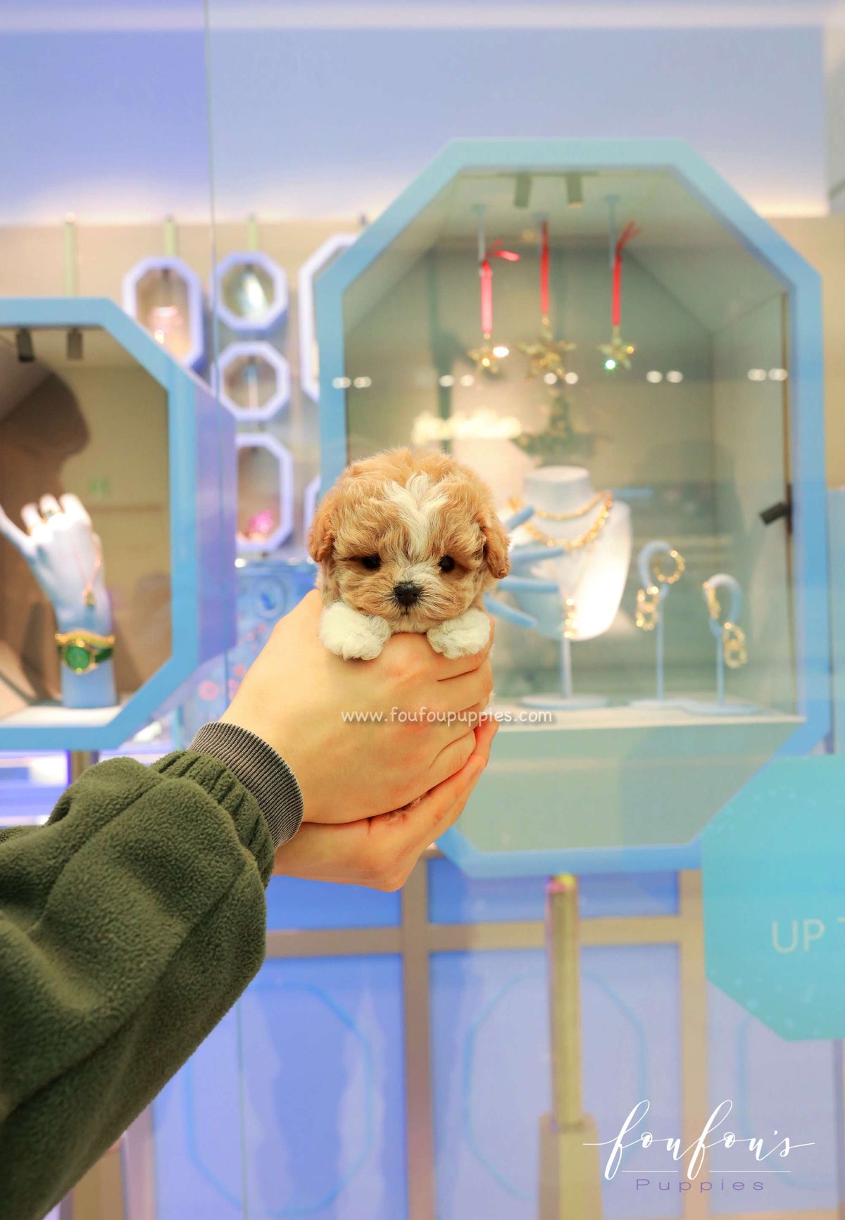 YogiBear - Maltipoo M.