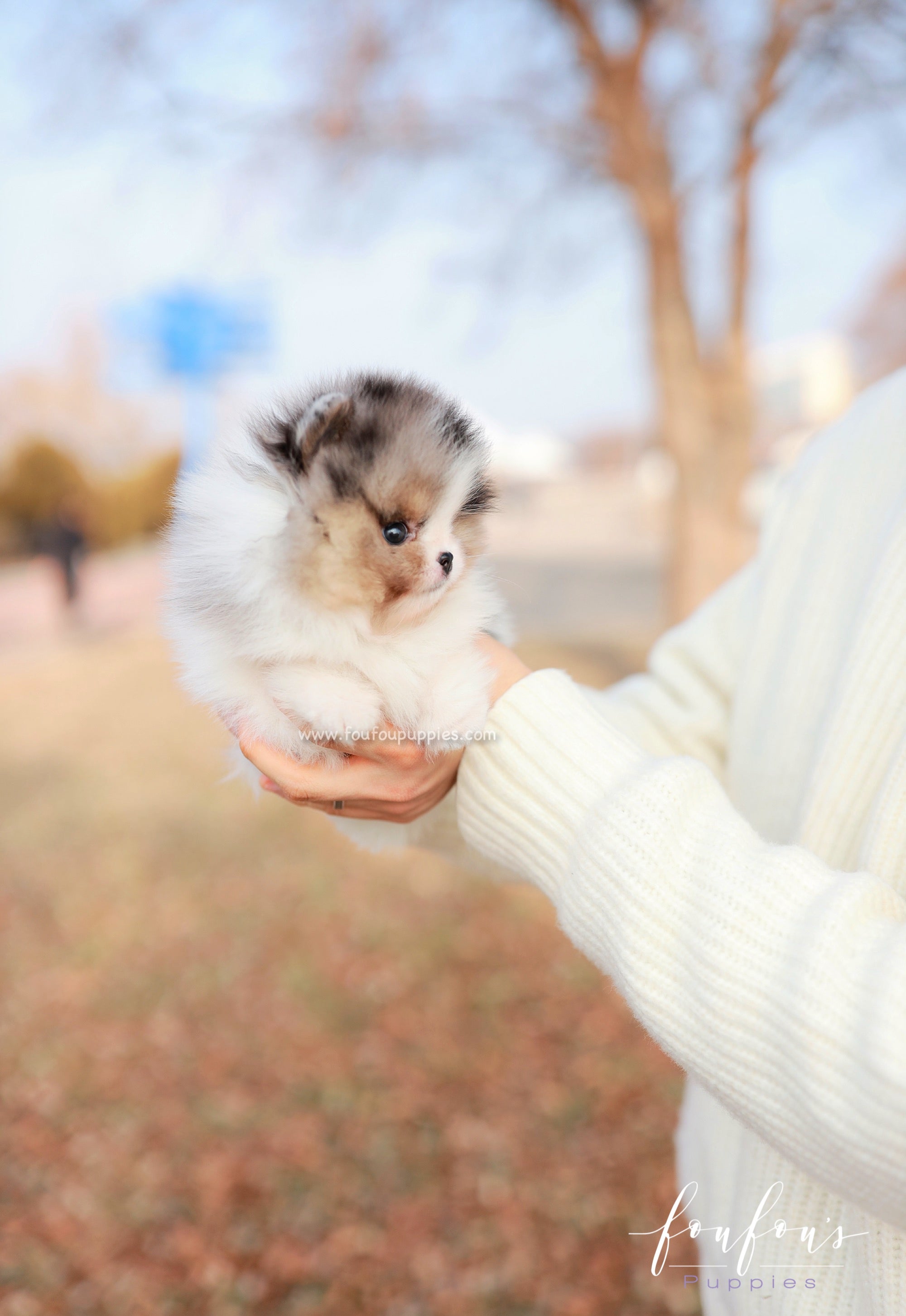 Kai - Pomeranian M.