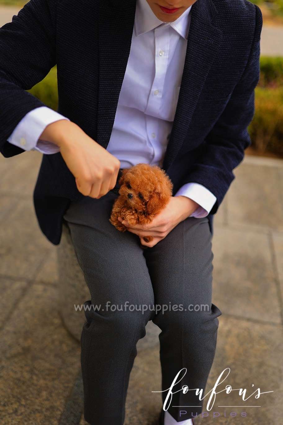 Rouge - Poodle F.