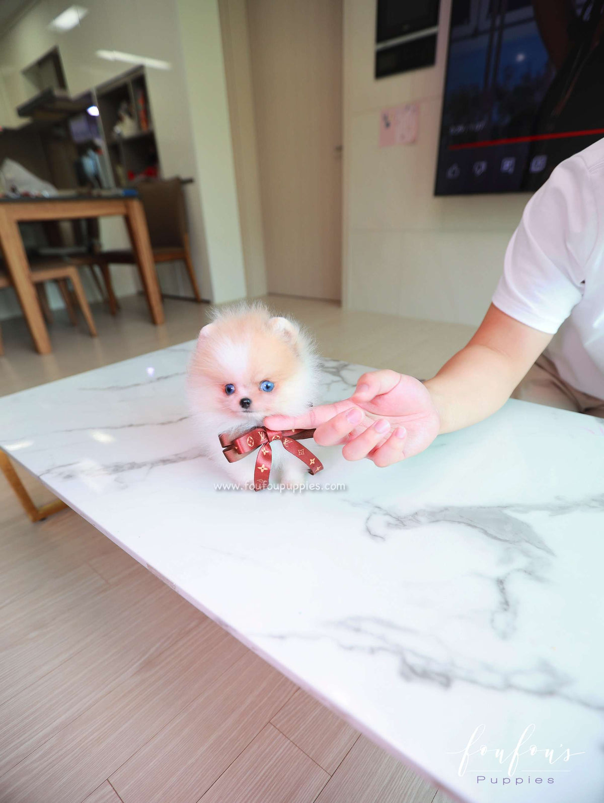 Roxy - Pomeranian F.