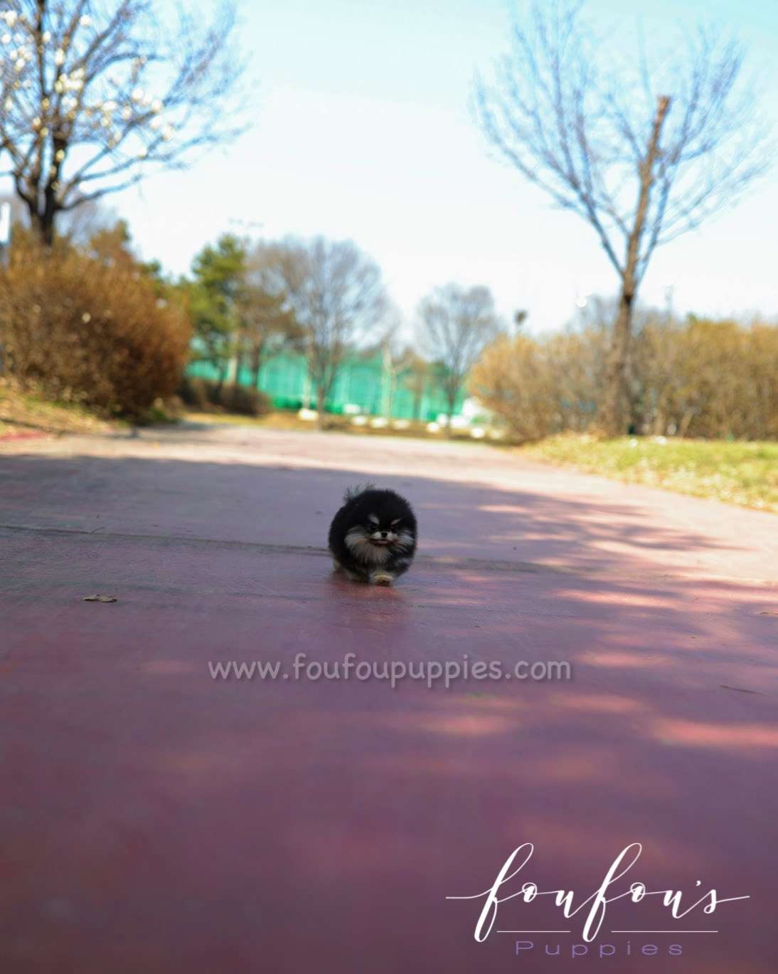 Ace - Pomeranian M.